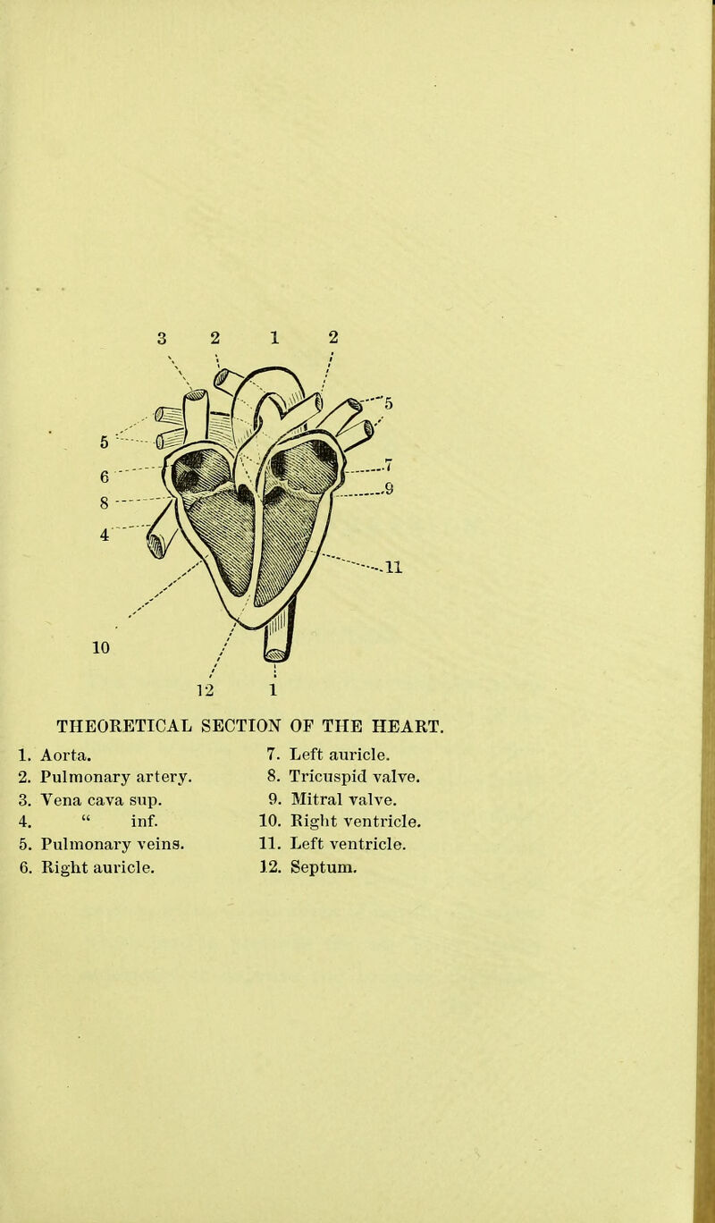 12 1 THEORETICAL SECTION OF THE HEART. 7. Left auricle. 8. Tricuspid valve. 9. Mitral valve. 1. Aorta. 2. Pulmonary artery 3. Vena cava sup. 4.  inf. 5. Pulmonary veins. 6. Right auricle. 10. Right ventricle. 11. Left ventricle. 12. Septum.