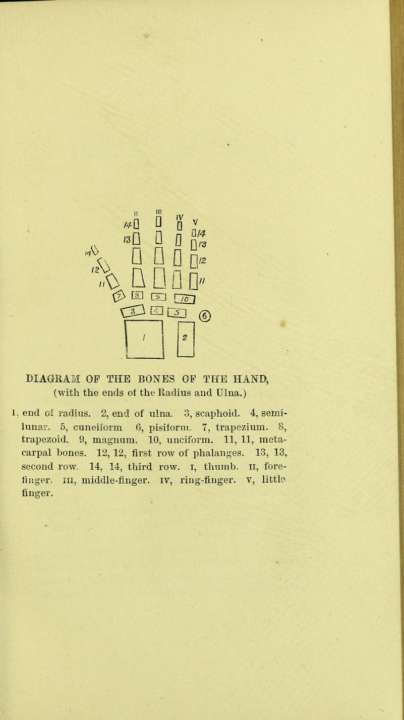 % QDQD ^ [aJ m [-707 DIAGRAM OF THE BONES OF THE HAND, (with the ends ot the Radius and Ulna.) end oi radius. 2, end of ulna. 3, scaphoid. 4, semi- lunar. 5, cuneiiorm 6, pisiform. 7, trapezium. 8, trapezoid. 9, magnum. 10, unciform. 11, 11, meta- carpal bones. 12, 12, first row of phalanges. 13, 13, second row, 14. 14, third row. i, thumb, ii, fore- finger. Ill, middle-finger, iv, ring-finger, v, little finger.