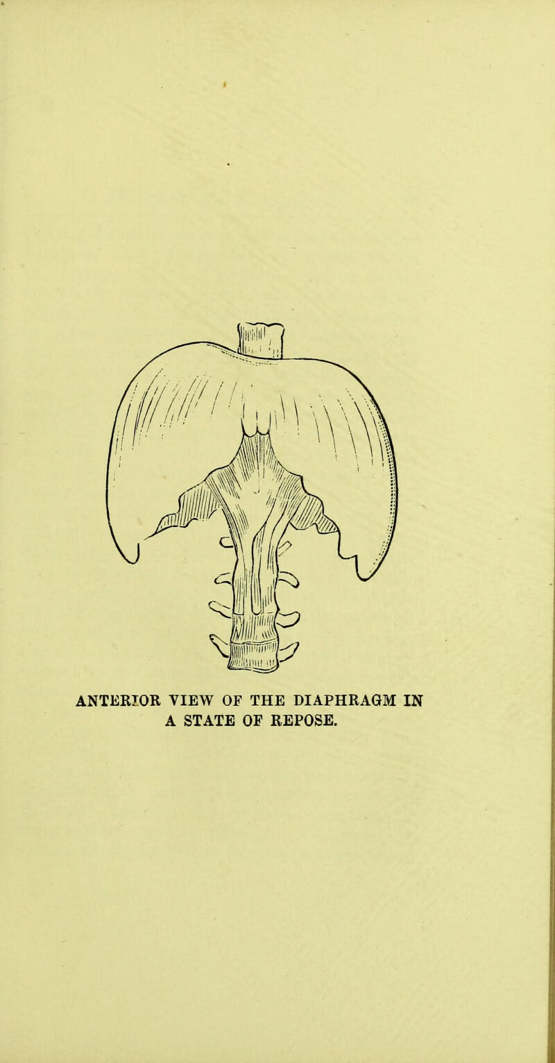 ANTERIOR VIEW OF THE DIAPHRAGM IN A STATE OF REPOSE.