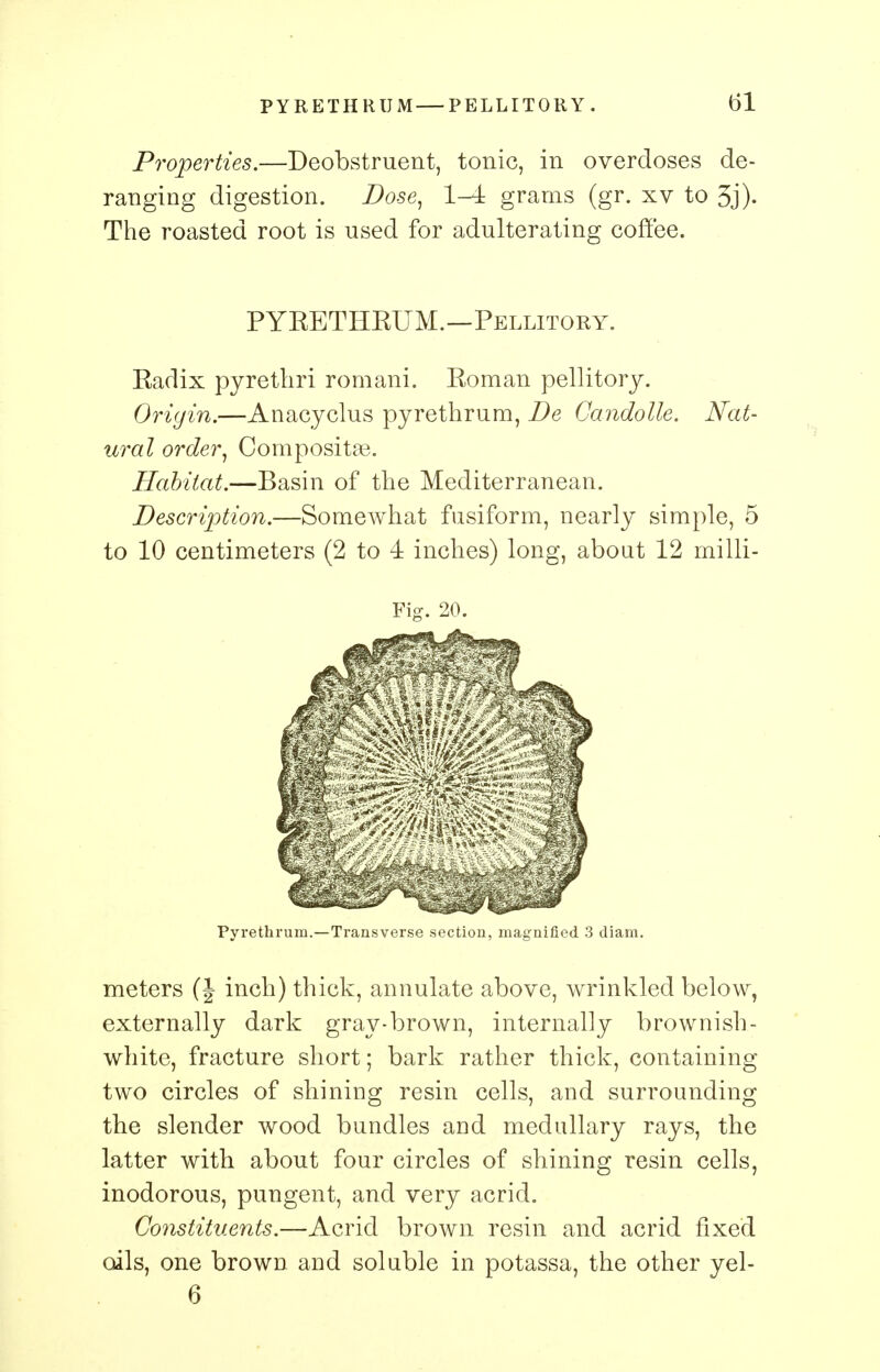 Properties.—Deobstruent, tonic, in overdoses de- ranging digestion. Dose, 1-4 grams (gr. xv to 5j). The roasted root is used for adulterating coffee. PYEETHEUM.—Pellitory. Eadix pyrethri romani. Eoman pellitory. Origin.—Anacyclus pyrethrum, De Candolle. Nat- ural order, Composite. Habitat.—Basin of the Mediterranean. Description.—Somewhat fusiform, nearly simple, 5 to 10 centimeters (2 to 4 inches) long, about 12 milli- Fig. 20. Pyrethrum.—Transverse section, magnified 3 diam. meters (J inch) thick, annulate above, wrinkled below, externally dark gray-brown, internally brownish - white, fracture short; bark rather thick, containing two circles of shining resin cells, and surrounding the slender wood bundles and medullary rays, the latter with about four circles of shining resin cells, inodorous, pungent, and very acrid. Constituents.—Acrid brown resin and acrid fixed oils, one brown and soluble in potassa, the other yel- 6