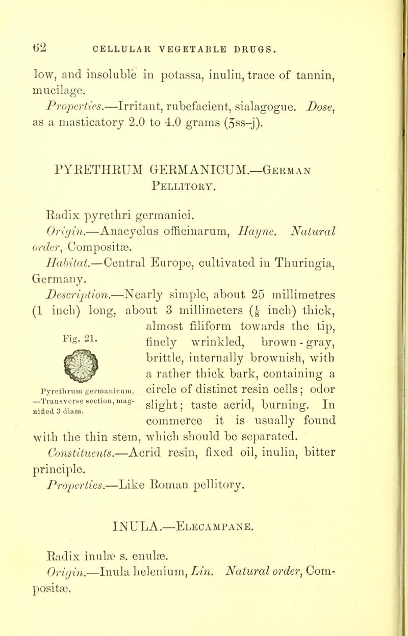 low, and insoluble in potassa, inulin, trace of tannin, mucilage. Properties.—Irritant, rubefacient, sialagogue. Dose, as a masticatory 2.0 to 4.0 grams (3ss-j). PYEETHEUM GEEMANICUM.—German Pellitory. Eadix pyrethri germanici. Origin.—Anacyclus officinarum, Hayne. Natural order, Composite. Habitat.—Central Europe, cultivated in Thuringia, Germany. Description.—Nearty simple, about 25 millimetres (1 inch) long, about 3 millimeters (J- inch) thick, almost filiform towards the tip, finely wrinkled, brown - gray, brittle, internally brownish, with a rather thick bark, containing a pyrethrum gcvmanicum. circle of distinct resin cells; odor -Transverse section,mag- gj^t ; taste acrid, burning. Ill nifled 3 diam. o ? i o commerce it is usually found with the thin stem, which should be separated. Constituents.—Acrid resin, fixed oil, inulin, bitter principle. Properties.—Like Eoman pellitory. INULA.—Elecampane. Eadix inula? s. enulas. Origin.—Inula helenium, Lin. Natural order, Com- posite.