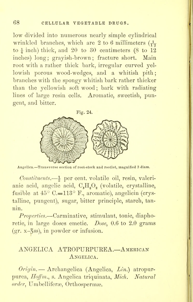 low divided into numerous nearly simple cylindrical wrinkled branches, which are 2 to 6 millimeters to I inch) thick, and 20 to 30 centimeters (8 to 12 inches) long; grayish-brown; fracture short. Main root with a rather thick bark, irregular curved yel- lowish porous wood-wedges, and a whitish pith; branches with the spongy whitish bark rather thicker than the yellowish soft wood; bark with radiating lines of large resin cells. Aromatic, sweetish, pun- gent, and bitter. Fig. 24. Angelica.—Transverse section of root-stock and rootlet, magnified 3 diam. Constituents.—J per cent, volatile oil, resin, valeri- anic acid, angelic acid, C5H802 (volatile, crystalline, fusible at 45° C.=113° F., aromatic), angelicin (crys- talline, pungent), sugar, bitter principle, starch, tan- nin. Properties.—Carminative, stimulant, tonic, diapho- retic, in large doses emetic. Dose, 0.6 to 2.0 grams (gr. x-3ss), in powder or infusion. ANGELICA ATROPURPUREA.—American Angelica. Origin. — Archangelica (Angelica, Lin.) atropur- purea, Hoffm., s. Angelica triquinata, Mich. Natural order, Umbellifera3, Orthosperma?.