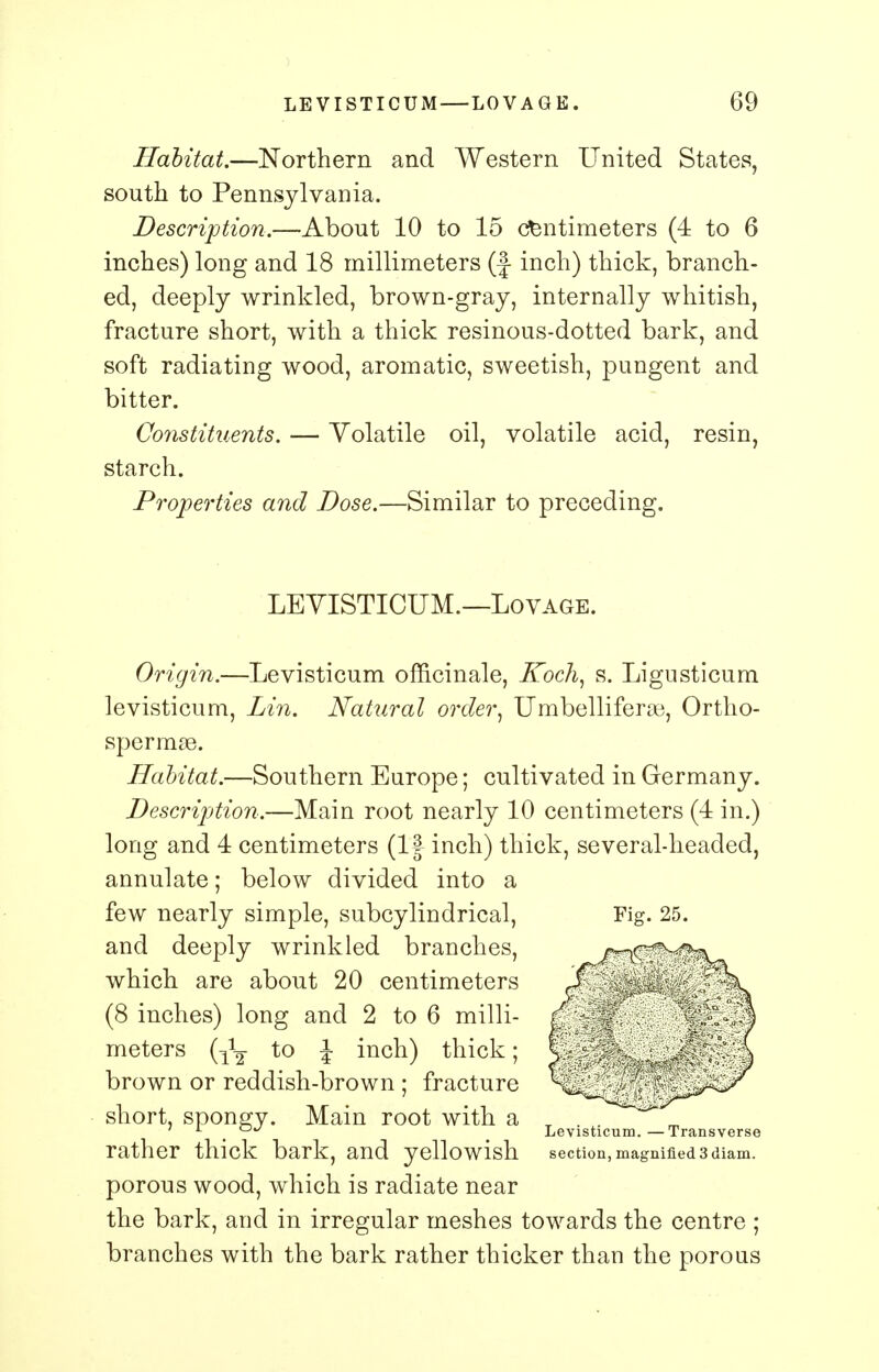 Habitat.—Northern and Western United States, south to Pennsylvania. Description.—About 10 to 15 centimeters (4 to 6 inches) long and 18 millimeters (f inch) thick, branch- ed, deeply wrinkled, brown-gray, internally whitish, fracture short, with a thick resinous-dotted bark, and soft radiating wood, aromatic, sweetish, pungent and bitter. Constituents. — Volatile oil, volatile acid, resin, starch. Properties and Dose.—Similar to preceding. LEVISTICUM.—Lovage. Origin.—Levisticum officinale, Koch, s. Ligusticum levisticum, Lin. Natural order, Umbelliferoe, Ortho- spermae. Habitat.—Southern Europe; cultivated in Germany. Description.—Main root nearly 10 centimeters (4 in.) long and 4 centimeters (If inch) thick, several-headed, annulate; below divided into a few nearly simple, subcylindrical, Fig. 25. and deeply wrinkled branches, which are about 20 centimeters (8 inches) long and 2 to 6 milli- meters to \ inch) thick; brown or reddish-brown ; fracture short, spongy. Main root with a rather thick bark, and yellowish section, magnified 3 diam. porous wood, which is radiate near the bark, and in irregular meshes towards the centre ; branches with the bark rather thicker than the porous