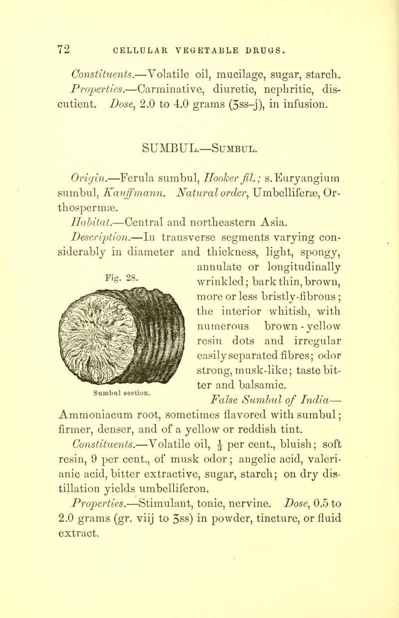 Constituents.—Volatile oil, mucilage, sugar, starch. Properties.—Carminative, diuretic, nephritic, dis- cutient. Dose, 2.0 to 4.0 grams (3ss-j), in infusion. SUMBUL.—Sumbul. Origin.—Ferula sumbul, Hooker fil.; s.Euryangium sumbul, Kauffmann. Natural order, Umbelliferse, Or- thospermae. Habitat.—Central and northeastern Asia. Description.—In transverse segments varying con- siderably in diameter and thickness, light, spongy, annulate or longitudinally wrinkled; bark thin, brown, more or less bristly-fibrous ; the interior whitish, with numerous brown - yellow resin dots and irregular easily separated fibres; odor strong, musk-like; taste bit- ter and balsamic. False Sumbul of India— Ammoniacum root, sometimes flavored with sumbul; firmer, denser, and of a yellow or reddish tint. Constituents.—Volatile oil, J per cent., bluish; soft resin, 9 per cent., of musk odor; angelic acid, valeri- anic acid, bitter extractive, sugar, starch; on dry dis- tillation yields umbelliferon. Properties.—Stimulant, tonic, nervine. Dose, 0.5 to 2.0 grams (gr. viij to 3ss) in powder, tincture, or fluid extract. Sumbul section.
