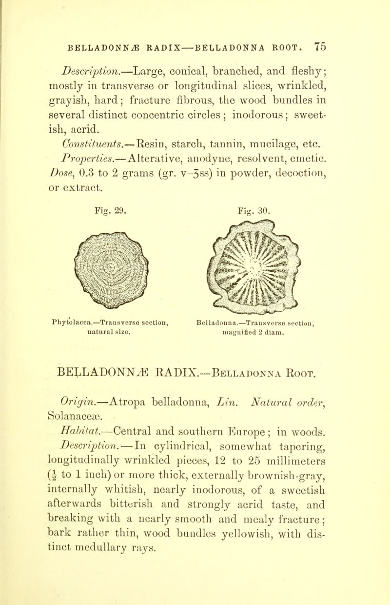 Description.—Large, conical, branched, and fleshy; mostly in transverse or longitudinal slices, wrinkled, grayish, hard; fracture fibrous, the wood bundles in several distinct concentric circles ; inodorous; sweet- ish, acrid. Constituents.—Resin, starch, tannin, mucilage, etc. Properties.—Alterative, anodyne, resolvent, emetic. Dose, 0.3 to 2 grams (gr. v-5ss) in powder, decoction, or extract. Fig. 29. Fig. 30. Phytolacca.—Transverse section, Belladonna.—Transverse section, natural size. magnified 2 diam. BELLADONNA BADIX.—Belladonna Eoot. Origin.—Atropa belladonna, Lin. Natural order, Solanaceae. Habitat.—Central and southern Europe; in woods. Description. — In cylindrical, somewhat tapering, longitudinally wrinkled pieces, 12 to 25 millimeters (J to 1 inch) or more thick, externally brownish-gray, internally whitish, nearly inodorous, of a sweetish afterwards bitterish and strongly acrid taste, and breaking with a nearly smooth and mealy fracture; bark rather thin, wood bundles yellowish, with dis- tinct medullary rays.