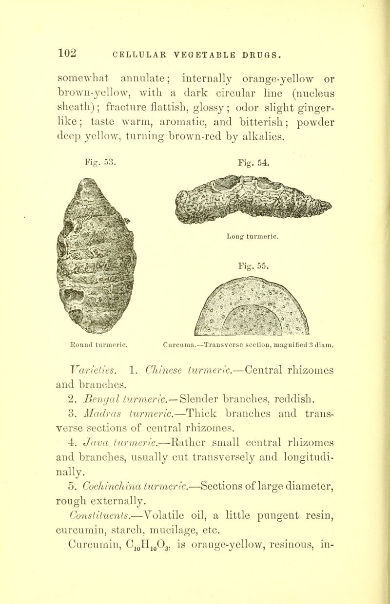 somewhat annulate; internally orange-yellow or brown-yellow, with a dark circular line (nucleus sheath); fracture flattish, glossy ; odor slight ginger- like ; taste warm, aromatic, and bitterish; powder deep yellow, turning brown-red by alkalies. Fig. 53. Fig. 54. Round turmeric. Curcuma.—Transverse section, magnified 3 diam. Varieties. 1. Chinese turmeric.—Central rhizomes and branches. 2. Bengal turmeric— Slender branches, reddish. 3. Madras turmeric.—Thick branches and trans- verse sections of central rhizomes. 4. Java turmeric.—Eather small central rhizomes and branches, usually cut transversely and longitudi- nally. 5. Cochinchina turmeric.—Sections of large diameter, rough externally. Constituents.—Volatile oil, a little pungent resin, curcumin, starch, mucilage, etc. Curcumin, C10TI10O3, is orange-yellow, resinous, in-