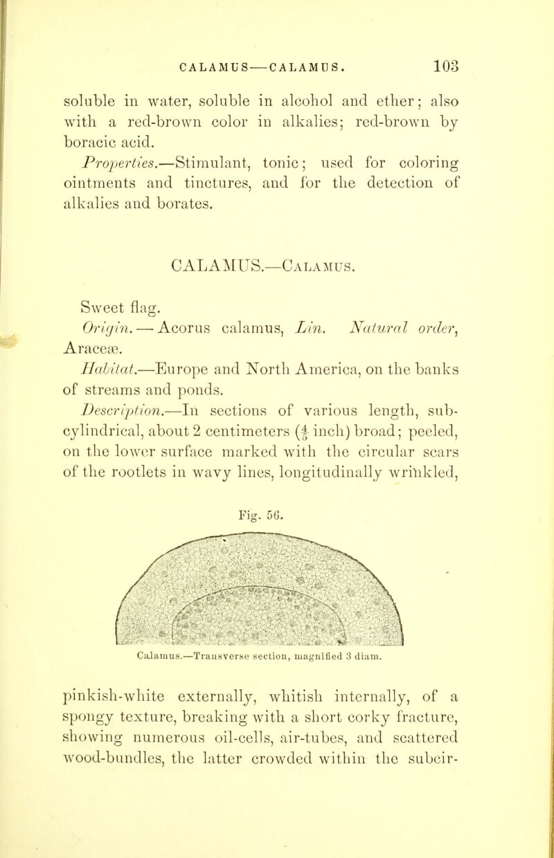 soluble in water, soluble in alcohol and ether; also with a red-brown color in alkalies; red-brown by boracic acid. Properties.—Stimulant, tonic; used for coloring ointments and tinctures, and for the detection of alkalies and borates. CALAMUS.—Calamus. Sweet flag. Origin. — Acorus calamus, Lin. Natural order, Araceae. Habitat.—Europe and North America, on the banks of streams and ponds. Description.—In sections of various length, sub- cylindrical, about 2 centimeters inch) broad; peeled, on the lower surface marked with the circular scars of the rootlets in wavy lines, longitudinally wrinkled, Fig. 56. Calamus.—Transverse section, magnified 3 diam. pinkish-white externally, whitish internally, of a spongy texture, breaking with a short corky fracture, showing numerous oil-cells, air-tubes, and scattered wood-bundles, the latter crowded within the subcir-