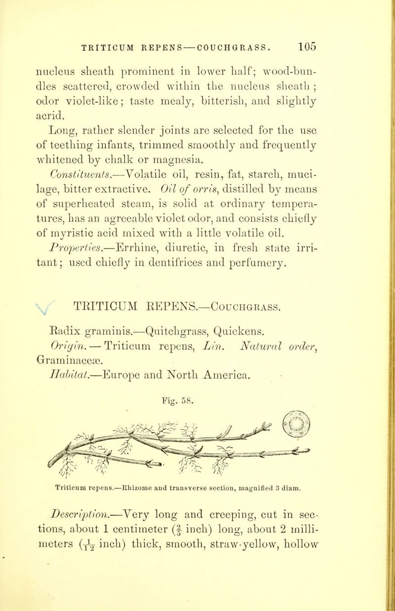 nucleus sheath prominent in lower half; wood-bun- dles scattered, crowded within the nucleus sheath ; odor violet-like; taste mealy, bitterish, and slightly acrid. Long, rather slender joints are selected for the use of teething infants, trimmed smoothly and frequently whitened by chalk or magnesia. Constituents.—•Volatile oil, resin, fat, starch, muci- lage, bitter extractive. Oil of orris, distilled by means of superheated steam, is solid at ordinary tempera- tures, has an agreeable violet odor, and consists chiefly of myristic acid mixed with a little volatile oil. Properties.—Errhine, diuretic, in fresh state irri- tant ; used chiefly in dentifrices and perfumery. TKITICUM EEPENS.—Couchgrass. Eadix graminis.—Quitchgrass, Quickens. Origin. — Triticum repens, Lin. Natural order, Graminacese. Habitat.—Europe and North America. Fig. 58. Triticum repens.—Rhizome and transverse section, magnified 3 diam. Description.—Yery long and creeping, cut in sec- tions, about 1 centimeter (f inch) long, about 2 milli- meters (y1-^ inch) thick, smooth, straw-yellow, hollow