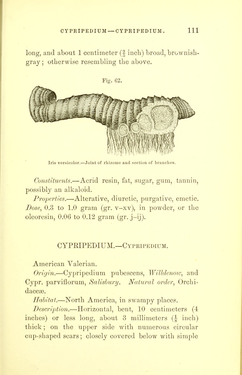 long, and about 1 centimeter (f inch) broad, brownish- gray ; otherwise resembling the above. Fig. 62. Iris versicolor.—Joint of rhizome and section of branches. Constituents.—Acrid resin, fat, sugar, gum, tannin, possibly an alkaloid. Properties.—Alterative, diuretic, purgative, emetic. Dose, 0.3 to 1.0 gram (gr. v-xv), in powder, or the oleoresin, 0.06 to 0.12 gram (gr. j-ij). CYPRIPEDIUM.—Cypripedium. American Valerian. Origin.—Cypripedium pubescens, Willdenow, and Cypr. parviflorum, Salisbury. Natural order, Orchi- dacea3. Habitat.—North America, in swampy places. Description.—Horizontal, bent, 10 centimeters (4 inches) or less long, about 3 millimeters (i inch) thick; on the upper side with numerous circular cup-shaped scars; closely covered below with simple