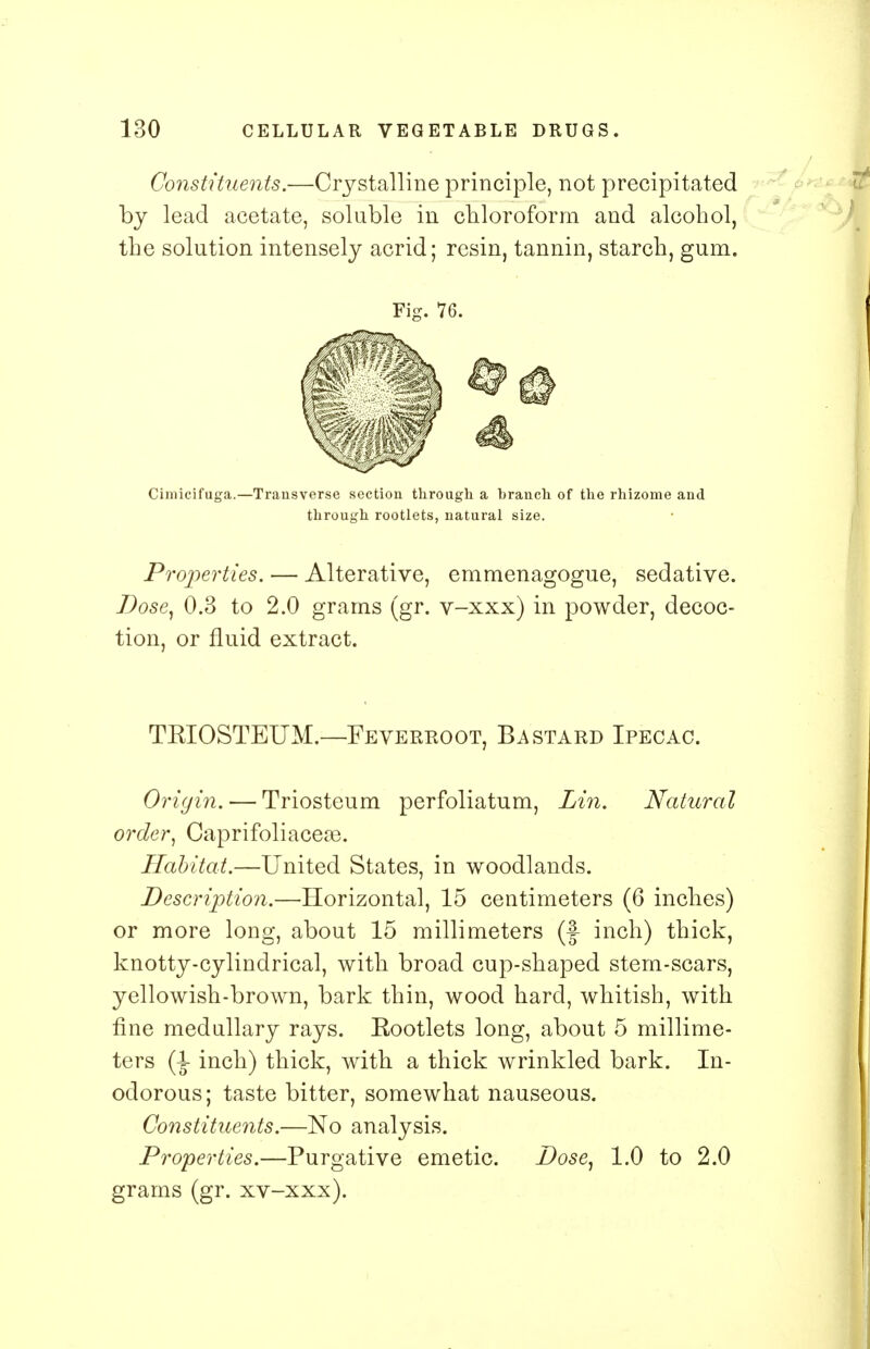 Constituents.—Crystalline principle, not precipitated by lead acetate, soluble in chloroform and alcohol, the solution intensely acrid; resin, tannin, starch, gum. Fig. 76. Cimicifuga.—Transverse section through a branch of the rhizome and through rootlets, natural size. Properties. — Alterative, emmenagogue, sedative. Dose, 0.3 to 2.0 grams (gr. v-xxx) in powder, decoc- tion, or fluid extract. TKIOSTEUM.—Feverroot, Bastard Ipecac. Origin. — Triosteum perfoliatum, Lin. Natural order, Caprifoliacese. Habitat.—United States, in woodlands. Description.—Horizontal, 15 centimeters (6 inches) or more long, about 15 millimeters (f inch) thick, knotty-cylindrical, with broad cup-shaped stern-scars, yellowish-brown, bark thin, wood hard, whitish, with fine medullary rays. Kootlets long, about 5 millime- ters (\ inch) thick, with a thick wrinkled bark. In- odorous; taste bitter, somewhat nauseous. Constituents.—No analysis. Properties.—Purgative emetic. Dose, 1.0 to 2.0 grams (gr. xv-xxx).