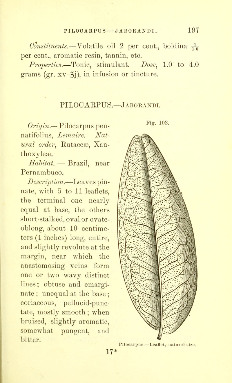 Constituents.—Volatile oil 2 per cent., boldina per cent., aromatic resin, tannin, etc. Properties.—Tonic, stimulant. Dose, 1.0 to 4.0 grams (gr. xv-3j), in infusion or tincture. PILOCARPUS.—Jaborandi. Origin.— Pilocarpus pen- natifolius, Lemaire. Nat- ural order, Rutacese, Xan- thoxyleae. Habitat. — Brazil, near Pernambuco. Description.—Leaves pin- nate, with 5 to 11 leaflets, the terminal one nearly equal at base, the others short-stalked, oval or ovate- oblong, about 10 centime- ters (4 inches) long, entire, and slightly revolute at the margin, near which the anastomosing veins form one or two wavy distinct lines; obtuse and emargi- nate ; unequal at the base ; coriaceous, pellucid-punc- tate, mostly smooth; when bruised, slightly aromatic, somewhat pungent, and bitter. Fie. 103. Pilocarpus.—I t, natural size. 17*