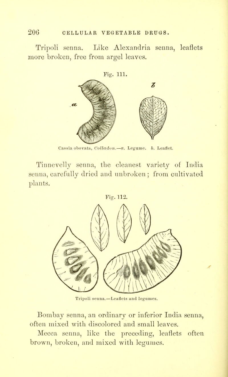 Tripoli senna. Like Alexandria senna, leaflets more broken, free from argel leaves. Fig. 111. Cassia obovata, Colladon.—a. Legume, b. Leaflet. Tinnevelly senna, the cleanest variety of India senna, carefully dried and unbroken ; from cultivated plants. Fig. 112. Tripoli senna.—Leaflets and legumes. Bombay senna, an ordinary or inferior India senna, often mixed with discolored and small leaves. Mecca senna, like the preceding, leaflets often brown, broken, and mixed with legumes.