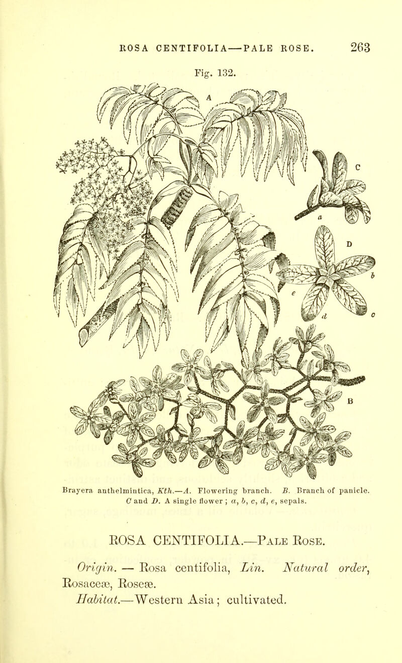Fig. 132. Bray era anthelmintica, Kth.—A. Flowering branch. B. Branch of panicle. C and D. A single flower ; a, b, c, d, e, sepals. EOSA CENTIFOLIA.—Pale Kose. Origin. — Eosa centifolia, Lin. Natural order, Eosaceae, Eosese. Habitat.—Western Asia ; cultivated.