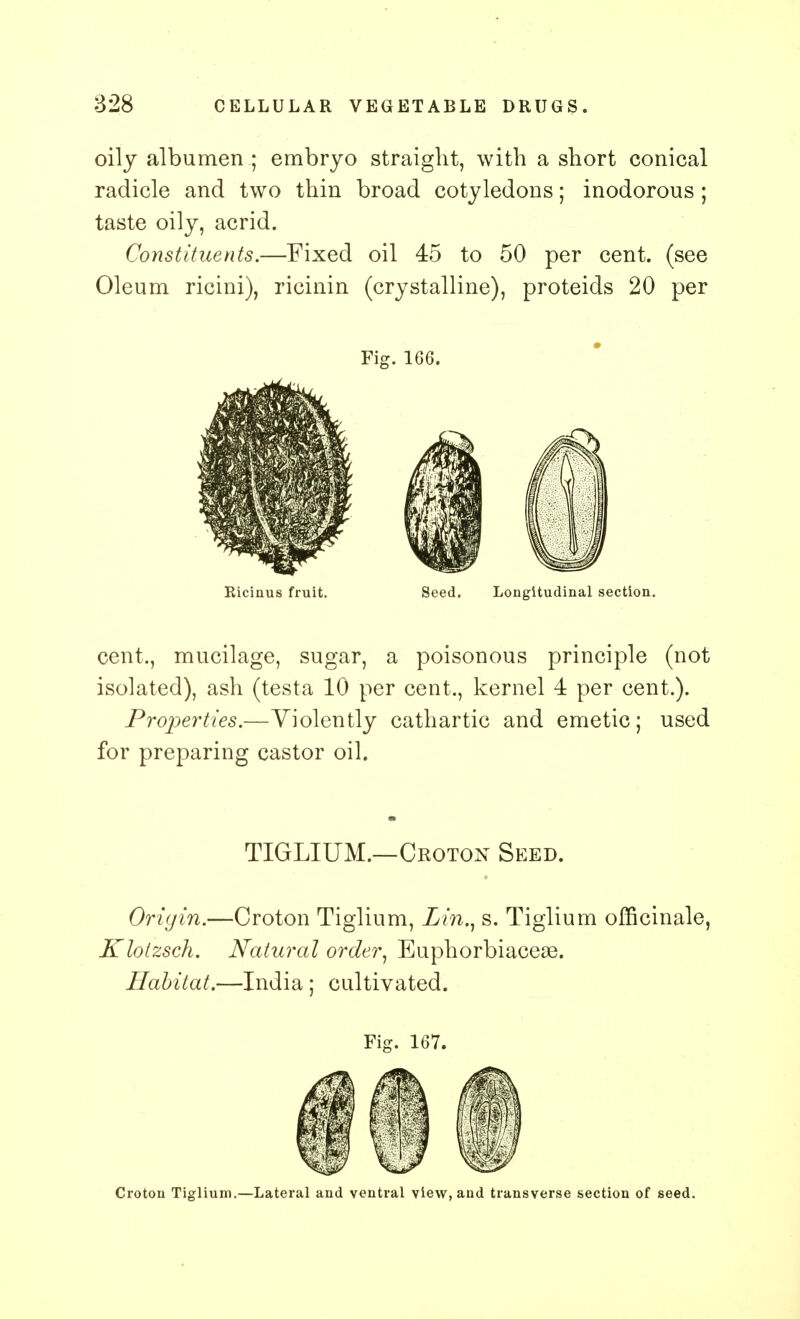 oily albumen ; embryo straight, with a short conical radicle and two thin broad cotyledons; inodorous; taste oily, acrid. Constituents.—Fixed oil 45 to 50 per cent, (see Oleum ricini), ricinin (crystalline), proteids 20 per Fig. 166. Ricinus fruit. Seed. Longitudinal section. cent., mucilage, sugar, a poisonous principle (not isolated), ash (testa 10 per cent., kernel 4 per cent.). Properties.—Violently cathartic and emetic; used for preparing castor oil. TIGLIUM—Oeoton Seed. Origin.—Croton Tiglium, Lin., s. Tiglium officinale, Kloizsch. Natural order, Euphorbiacese. Habitat.—India ; cultivated. Fig. 167. Croton Tiglium.—Lateral and ventral view, and transverse section of seed.