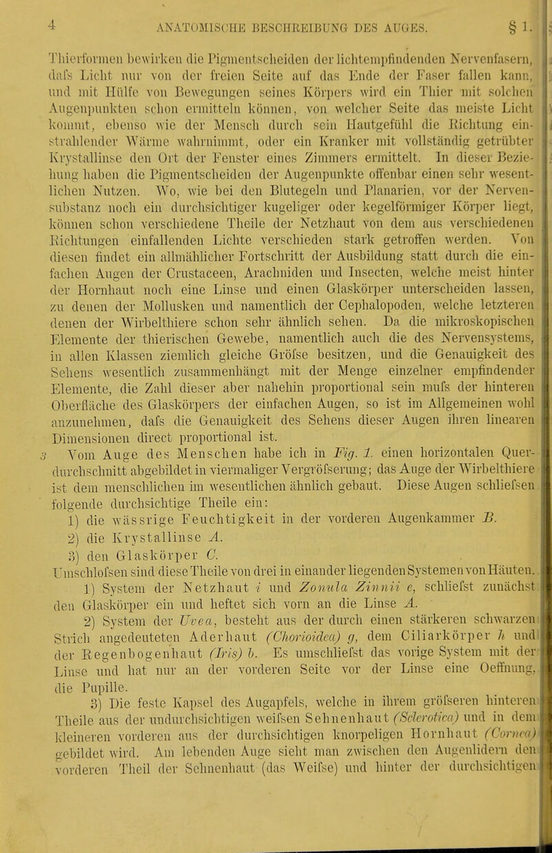 Thierfornien bewirken die Pigmentscheiden der lichtempfindenden Nervenfasern, dafs Licht nur von der freien Seite auf das Ende der Faser fallen kann, und mit Hülfe von Bewegungen seines Körpers wird ein Thier mit solchen Augenpunkten schon ermitteln können, von welcher Seite das meiste Licht kommt, ebenso wie der Mensch durch sein Hautgefühl die Richtung ein- strahlender Wärme wahrnimmt, oder ein Kranker mit vollständig getrübter Krystallinse den Ort der Fenster eines Zimmers ermittelt. In dieser Bezie- hung haben die Pigmentscheiden der Augenpunkte offenbar einen sehr wesent- lichen Nutzen. Wo, wie bei den Blutegeln und Planarien, vor der Nerven- Rubstanz noch ein durchsichtiger kugeliger oder kegelförmiger Körper liegt, können schon verschiedene Theile der Netzhaut von dem aus verschiedeneu Eichtungen einfallenden Lichte verschieden stark getroffen werden. Von diesen findet ein allmählicher Fortschritt der Ausbildung statt durch die ein- fachen Augen der Crustaceen, Arachniden und Insecten, welche meist hinter der Plornhaut noch eine Linse und einen Glaskörper unterscheiden lassen, zu denen der Mollusken und namentlich der Cephalopoden, welche letzteren denen der Wirbelthiere schon sehr ähnlich sehen. Da die mikro.skopischen Elemente der thierischen Gewebe, namentlich auch die des Nervensystems, in allen Klassen ziemlich gleiche Gröfse besitzen, und die Genauigkeit des Sehens wesentlich zusammenhängt mit der Menge einzelner empfindender Elemente, die Zahl dieser aber uahehin proportional sein mufs der hinteren Oberfläche des Glaskörpers der einfachen Augen, so ist im Allgemeinen wohl anzunehmen, dafs die Genauigkeit des Sehens dieser Augen ihren linearen Dimensionen direct proportional ist. 3 Vom Auge des Menschen habe ich in Fig. 1. einen horizontalen Quer- durchsclmitt abgebildet in viermaliger Vergröfserung; das Auge der Wirbelthiere ist dem menschlichen im wesentlichen ähnlich gebaut. Diese Augen schliefsen folgende durchsichtige Theile ein: 1) die wässrige Feuchtigkeit in der vorderen Augenkammer B. 2) die Krystallinse A. 3) den Glaskörper C. Umschlofsen sind diese Theile von drei in einander liegenden Systemen von Häuten. 1) System der Netzhaut i und Zonula Zinnii e, schliefst zunächst den Glaskörper ein und heftet sich vorn an die Linse A. 2) System der Uvea, besteht aus der durch einen stärkeren schwarzen Strich angedeuteten Aderhaut (Cliorioidca) g, dem Giliarkörper h undl der Eegenbogenhaut (Iris) h. Es umschliefst das vorige System mit der Linse und hat nur an der vorderen Seite vor der Linse eine Oeffnung, die Pupille. 3) Die feste Kapsel des Augapfels, welche in ihrem gröfseren hinteren Theile aus der undurchsichtigen ^Yeifsen Sehnenhaut (Sdcrotka) und in denn kleineren vorderen aus der durchsichtigen knorpeligen Hornhaut (Cornea) gebildet wird. Am lebenden Auge sieht man zwischen den Augenlidern den vorderen Tlieil der Schnenhaut (das Weifse) und hinter der durchsichtigen