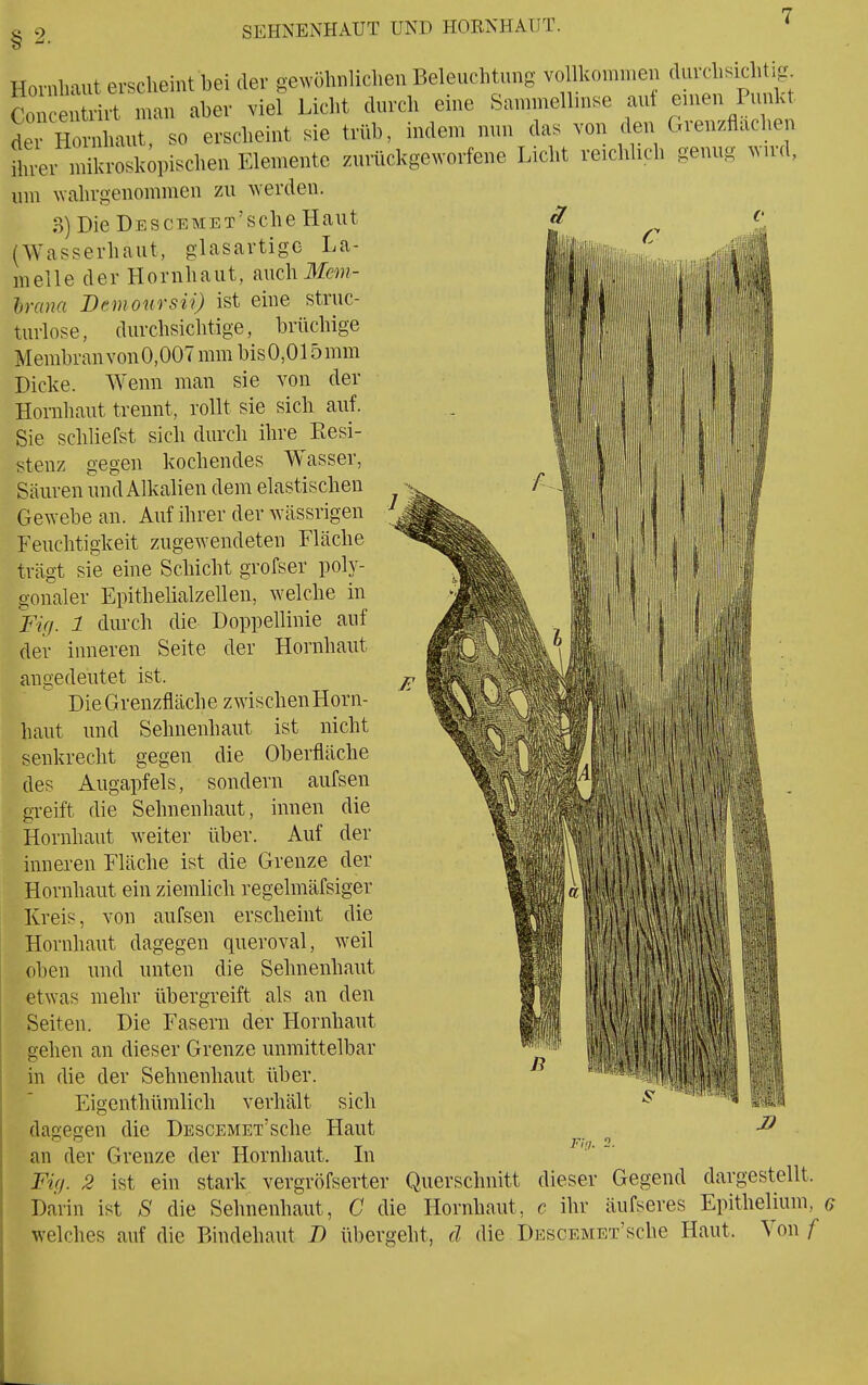 § 2. SEHNENHAUT UND HORNHAUT. Hornhaut erscheint bei der gewöhnlichen Beleuchtung vo Ikomnien durchsichtig Con entrirt n.an aber viel Licht durch eine Sammelhnse aut emen Punkt der H rnhaut, so erscheint sie trüb, indem nun das von den Grenzflachen ter niikroskipischen Elemente zurückgeworfene Licht reichlich genug wird, um wahrgenommen zu werden. B) Die ÜESCEMET'sche Haut (Wasserhaut, glasartige La- melle der Hornhaut, auch Jfm- hwm Bemoursii) ist eine struc- turlose, durchsichtige, brüchige MembrauvonO,007 mm bisO,015mm Dicke. Wenn man sie von der Hornhaut trennt, rollt sie sich auf. Sie schliefst sich durch ihre Kesi- stenz gegen kochendes W^asser, Säuren und Alkalien dem elastischen Gewebe an. Auf ihrer der wässrigen Feuchtigkeit zugewendeten Fläche trägt sie eine Schicht grofser poly- gonaler Epithelialzellen, welche in 1 durch die Doppellinie auf der inneren Seite der Hornhaut angedeutet ist. Die Grenzfläche zwischenHorn- haut und Sehnenhaut ist nicht senkrecht gegen die Oberfläche des Augapfels, sondern aufsen greift die Sehnenhaut, innen die Hornhaut weiter über. Auf der inneren Fläche ist die Grenze der Hornhaut ein ziemlich regelmäfsiger Kreis, von aufsen erscheint die Hornhaut dagegen queroval, weil oben und unten die Sehnenhaut etwas mehr übergreift als an den Seiten. Die Fasern der Hornhaut gehen an dieser Grenze unmittelbar in die der Sehnenhaut über. Eigenthümlich verhält sich dagegen die Descemet'sehe Haut an der Grenze der Hornhaut. Li Fiq. 2 ist ein stark vergröfserter Querschnitt dieser Gegend dargestellt. Darin ist .S' die Sehnenhaut, G die Hornhaut, c ihr äufseres Epithelium, e welches auf die Bindehaut T) übergeht, d die DESCEMET'sche Haut. Von f Fin.