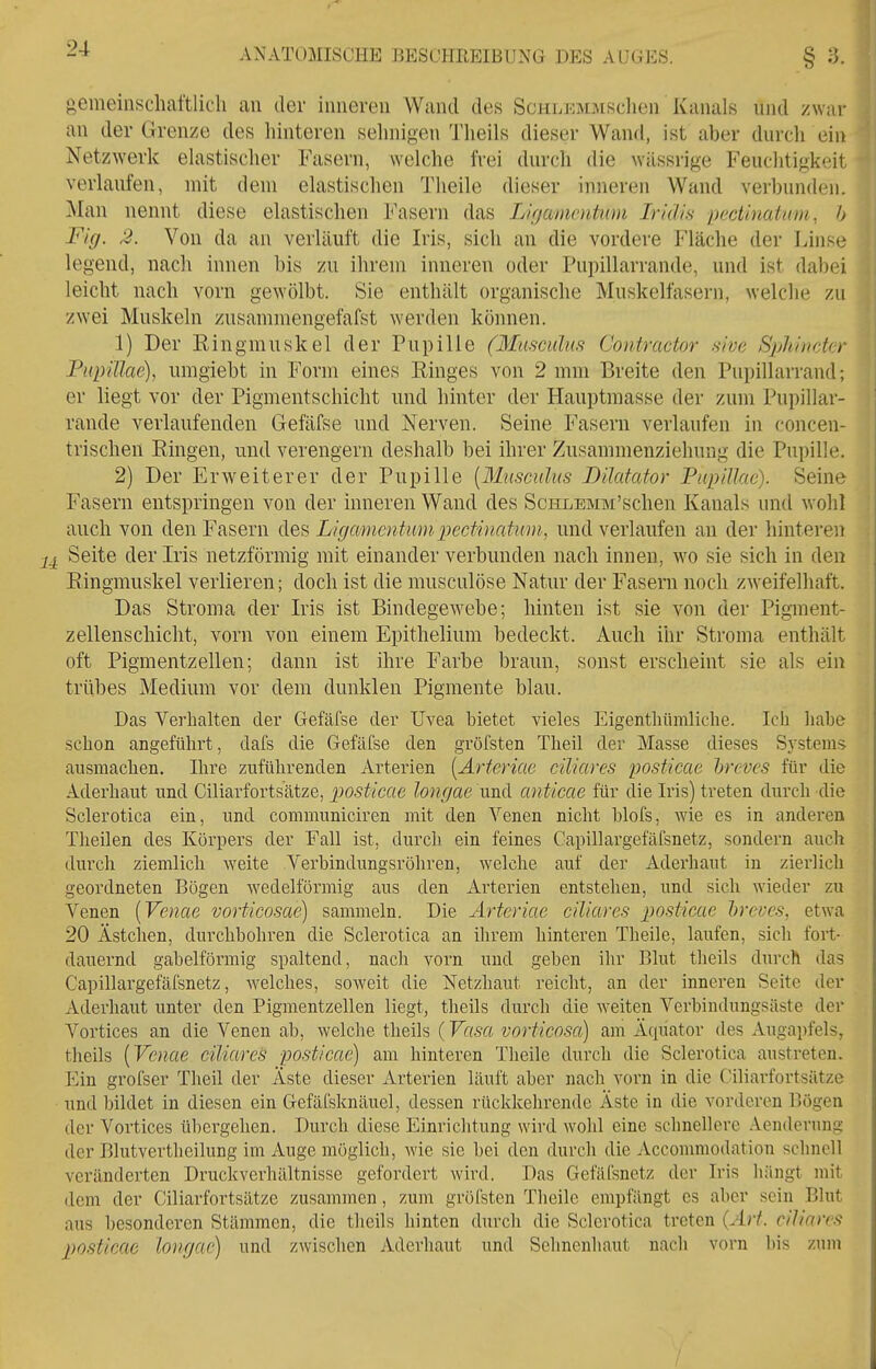 gemeinschaftlich an der inneren Wand des ScuLEMMSchen Kanals und zwar an der Grenze des hinteren sehnigen Theils dieser Wand, ist aber durch ein Netz^Yerk elastischer Fasern, welche frei durch die wässrige Feuclitigkeit verlaufen, mit dem elastischen Theile dieser inneren Wand verbunden. Man nennt diese elastischen Fasern das L/f/amcntum Iridis pectinatam, h Fig. 2. Von da an verläuft die Iris, sich an die vordere Fläche der Linse legend, nach innen bis zu ihrem inneren oder Pupillarrande, und ist dabei leicht nach vorn gewölbt. Sie enthält organische Muskelfasei'n, welche zu zwei Muskeln zusammengefafst werden können. 1) Der ßingmuskel der Pupille (Musculm Confractor sive Sphiitckr Pupillae), umgiebt in Form eines Einges von 2 mm Breite den Pupillarrand; er liegt vor der Pigmentschicht und hinter der Hauptmasse der zum Pupillar- rande verlaufenden Gefäfse und Nerven. Seine Fasern verlaufen in concen- trischen Eingen, und verengern deshalb bei ihrer Zusammenziehung die Pupille. 2) Der Erweiterer der Pupille [Musculus Bilatator Pupillae). Seine Fasern entspringen von der inneren Wand des ScHLEMM'schen Kanals und wohl auch von den Fasern des Ligamentwnpedhiatum, und verlaufen an der hinteren Seite der Iris netzförmig mit einander verbunden nach innen, wo sie sich in den Eingmuskel verlieren; doch ist die musculöse Natur der Fasern noch zweifelhaft. Das Stroma der Iris ist Bindegewebe; hinten ist sie von der Pigment- zellenschicht, vorn von einem Epithelium bedeckt. Auch ihr Stroma enthält oft Pigmentzellen; dann ist ihre Farbe braun, sonst erscheint sie als ein trübes Medium vor dem dunklen Pigmente blau. Das Verhalten der Gefäfse der Uvea bietet vieles Eigenthümliche. Ich habe schon angeführt, dafs die Gefäfse den gröfsten Theil der Masse dieses S}stems ausmachen. Ihre zuführenden Arterien [Artcriac ciliares posticae hrcves für die Aderhaut und Ciliarfortsätze, posticae longae und anticae für die Iris) treten durch die Sclerotica ein, und communiciren mit den Venen nicht blofs, wie es in anderen Theilen des Körpers der Fall ist, durch ein feines Capillargefäfsnetz, sondern auch durch ziemlich weite Verbindungsröhren, welche auf der Aderhaut in zierlich geordneten Bögen wedeiförmig aus den Arterien entstehen, und sich wieder zu Venen [Venae vorticosae) sammeln. Die Ärteriae ciliares ]iosticae hrcves, etwa 20 Ästclien, durchbohren die Sclerotica an ihrem hinteren Theile, laufen, sich fort- dauernd gabelförmig spaltend, nach vorn und geben ihr Blut theils durch das Capillargefäfsnetz, welches, soweit die Netzhaut reicht, an der inneren Seite der Aderhaut unter den Pigmentzellen liegt, theils durch die weiten Verbindungsäste der Vortices an die Venen ab, {Vasa vortico.m) am Äquator des Augapfels, theils [Venae ciliaren posticae) am hinteren Theile durch die Sclerotica austreten. Ein grofser Theil der Äste dieser Arterien läuft aber nach vorn in die Ciliarfortsätze und bildet in diesen ein Gefäfsknäuel, dessen rückkehrende Äste in die vorderen Bögen der Vortices übergehen. Durch diese Einriclitung wird wohl eine schnellere .-Vendernng der Blutvertheilung im Auge möglicb, wie sie bei den durch die Accommodation schnell veränderten Druckverhältnisse gefordert wird. Das Gefäfsnetz der Iris liängt mit dem der Ciliarfortsätze zusammen, zum gröCsten Theile empfängt es aber sein Blut aus besonderen Stämmen, die theils hinten durch die Sclerotica treten [Art. ciliares posticae longa() und zwischen Aderhaut und Selinenhaut nach vorn bis zum / /