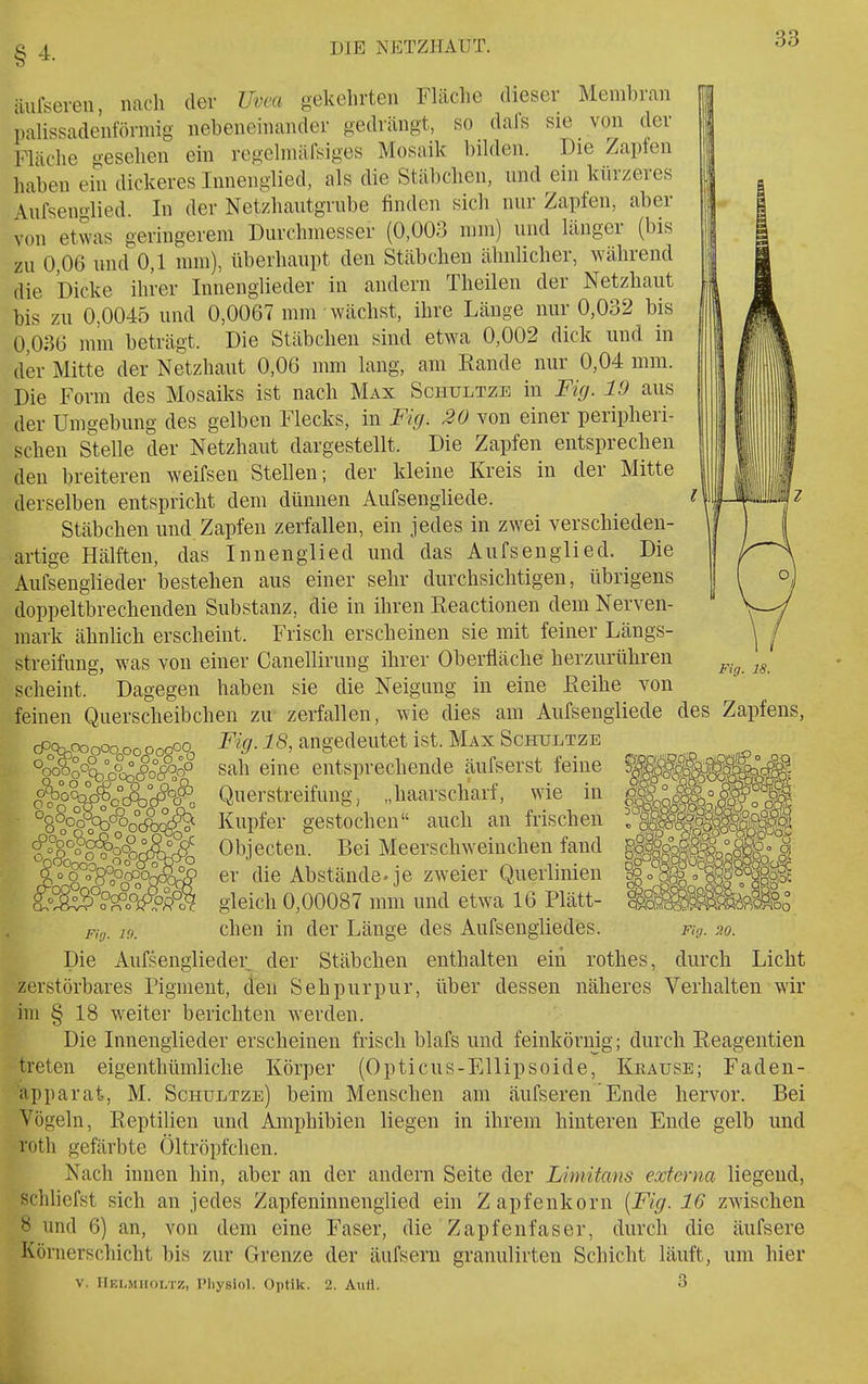 äiifseren, nach der Uvea gekehrten Fläche dieser Membran palissadenförmig nebeneinander gedrängt, so dals sie von der Fläche gesehen ein regclniäfsiges Mosaik bilden. Die Zapfen haben ein dickeres Innenglied, als die Stäbchen, und ein kürzeres Aufseno-lied. In der Netzhaiitgrnbe finden sich nur Zapfen, aber von etwas geringerem Durchmesser (0,003 mm) und länger (bis zu 0,06 und 0,1 mm), überhaupt den Stäbchen ähnlicher, während die Dicke ihrer lunenglieder in andern Theilen der Netzhaut bis zu 0,0045 und 0,0067 mm wächst, ihre Länge nur 0,032 bis 0,036 mm beträgt. Die Stäbchen sind etwa 0,002 dick und in der Mitte der Netzhaut 0,06 mm lang, am Eande nur 0,04 mm. Die Form des Mosaiks ist nach Max Schultze in Fig. 19 aus der Umgebung des gelben Flecks, in Fig. 20 von einer peripheri- schen Stelle der Netzhaut dargestellt. Die Zapfen entsprechen den breiteren weifsen Stellen; der kleine Kreis in der Mitte derselben entspricht dem dünnen Aufsengüede. Stäbchen und Zapfen zerfallen, ein jedes in zwei verschieden- artige Hälften, das Innenglied und das Aufsenglied. Die Aufsenglieder bestehen aus einer sehr durchsichtigen, übrigens doppeltbrechenden Substanz, die in ihren Reactionen dem Nerven- mark ähnhch erscheint. Frisch erscheinen sie mit feiner Längs- streifung, was von einer Canellirung ihrer Oberfläche herzurühren scheint. Dagegen haben sie die Neigimg in eine Eeihe von feinen Querscheibchen zu zerfallen, wie dies am Aufsengüede des Zapfens, cPch^oooooooooooo^ Fig. 18, angedeutet ist. Max Schultze oiLgr°o9 °r%8°Ä!n sah eine entsprechende äufserst feine Querstreifung, „haarscharf, wie in Kupfer gestochen auch an frischen Objecten. Bei Meerschweinchen fand er die Abstände, je zweier Querlinien gleich 0,00087 mm und etwa 16 Plätt- Fig. 10. chen in der Länge des Aufsengliedes. Die Aufsenglieder der Stäbchen enthalten ein rothes, zerstörbares Pigment, den Sehpurpur, über dessen näheres Verhalten wir im § 18 weiter berichten werden. Die Innenglieder erscheinen frisch blafs und feinkörnig; durch Reageiitien treten eigenthümliche Körper (Opticus-EUipsoide, Keatjsb; Fadeu- apparat, M. Schultze) beim Menschen am äufseren Ende hervor. Bei Vögeln, Reptilien und Amphibien liegen in ihrem hinteren Ende gelb und roth gefärbte Öltröpfchen. Nach innen hin, aber an der andern Seite der Limitans externa liegend, schliefst sich an jedes Zapfeninnenglied ein Zapfenkorn [Fig. 16 zwischen 8 und 6) an, von dem eine Faser, die Zapfenfaser, durch die äufsere Köriierschicht bis zur Grenze der äufsern granulirten Schicht läuft, um hier V. Hei,mholtz, Pliysiol. Optik. 2. Aufl. 3 Fig. P.O. durch Licht