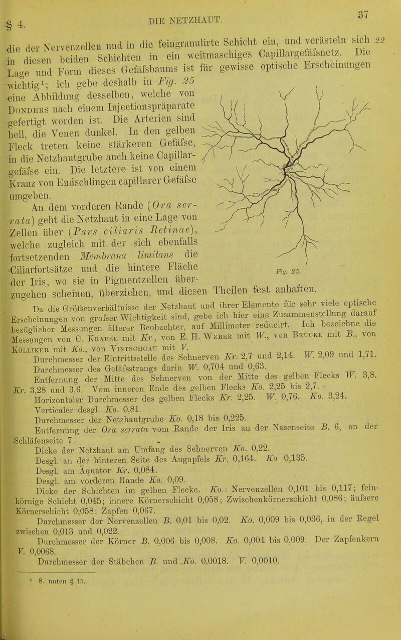 Fig. 25. die der Nervenzellen nnd in die feingrannlirte Schicht ein und verästeln sich 22 cUesen beiden Schichten in ein weitmaschiges CapillargeMsnetz. Die Lage und Form dieses Gefäfsbaums ist für gewisse optische Erscheinungen wiclitig^; ich gebe deshalb in Fig. 25 eine Abbildung desselben, welche von DoNDEKS nach einem Injectionspräparate :gefertigt worden ist. Die Arterien sind hell, die Venen dunkel. In den gelben Fleck treten keine stärkeren Gefäfse, in die Netzhautgrube auch keine Capillar- gefäfse ein. Die letztere ist von einem Kranz von Eudschlingen capillarer Gefäfse umgeben. An dem vorderen Rande {Ora ser- rata) geht die Netzhaut in eine Lage von Zellen über [Pars ciliaris Betinae), welche zugleich mit der sich ebenfalls iortsetzenden Membrana Umitans die •Ciliarfortsätze und die hintere Fläche der Iris, wo sie in Pigmentzellen über- zugehen scheinen, überziehen, und diesen Theilen f€st anhaften. ° Da die Grörsenverbältaisse der Netzhaut und ihrer Elemente für sehr viele optische Erscheinungen von grofser Wichtigkeit sind, gebe ich hier eine Zusammenstellung darauf bezücrlicher Messungen älterer Beobachter, auf Millimeter reducirt. Ich bezeichne die Messungen von C. Krause mit Kr., von E. H. Weber mit W., von Brücke mit B., von KöLLiKER mit Ko., von Vintschgau mit V. -, o ■<. tit o aq i 1 71 Durchmesser der Eintrittsstelle des Sehnerven Kr. 2,7 und 2,14. W. 2,09 und 1,71. Durchmesser des Gefäfsstrangs darin W. 0,704 und 0,63. -^xr q c Entfernung der Mitte des Sehnerven von der Mitte des gelben Flecks W. 6,b. Kr. 3,28 und 3,6. Vom inneren Ende des gelben Flecks Ko. 2,25 bis 2,7. Horizontaler Durchmesser des gelben Flecks Kr. 2,25. W. 0,76. Ko. 3,24. Verticaler desgl. Ko. 0,81. Durchmesser der Netzhautgrube Ko. 0,18 bis 0,225. Entfernung der Ora serraia vom Eande der Iris an der Nasenseite B. 6, an der Schläfenseite 7. Dicke der Netzhaut am Umfang des Sehnerven Ko. 0,22.^ Desgl. an der hinteren Seite des Auga^Dfels Kr. 0,164. Ko 0,135. Desgl. am Äquator Kr. 0,084. Desgl. am vorderen Rande Ko. 0,09. Dicke der Schichten im gelben Flecke. Ko.: Nervenzellen 0,101 bis 0,117; fein- körnige Schicht 0,045; innere Körnerschicht 0,058; Zwischenkornerschicht 0,086; äufsere Körnerschicht 0,058; Zapfen 0,067. Durchmesser der Nervenzellen B. 0,01 bis 0,02. Ko. 0,009 bis 0,036, in der Eegel zwischen 0,013 und 0,022. Durchmesser der Körner B. 0,006 bis 0,008. Ko. 0,004 bis 0,009. Der Zapfenkern V. 0,0068. Durchmesser der Stäbchen B. und-Zvo. 0,0018. V. 0,0010. S. unten § 15.