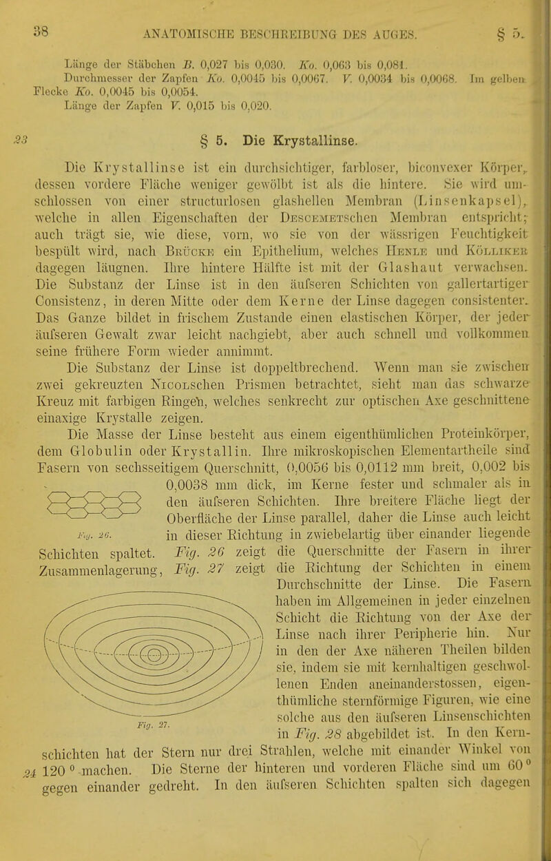 Länge der Stäbchen B. 0,027 Iiis 0,030. Ko. 0,063 bis 0,081. Durchniessev der Zapfen Ku. 0,0045 bis 0,0067. V. 0,0034 bis 0,0068. Iin gelben Flecke Ko. 0,0045 bis 0,0054. Länge der Zapfen V. 0,015 bis 0,020. § 5. Die Krystallinse. Die Krystallinse ist ein durchsichtiger, farbloser, biconvexer Körper,, dessen vordere Fläche weniger gewölbt ist als die hintere. !Sie wird um- schlossen von einer structurlosen glashellen Membran (Linsenkapsel), welche in allen Eigenschaften der DEscEMETSchen Membran entspricht; auch trägt sie, wie diese, vorn, wo sie von der Avässrigen Feuchtigkeit bespült wird, nach Brücke ein Epithelium, welches Henle und Kölliker dagegen läugnen. Ihre hintere Hälfte ist mit der Glashaut verwachsen. Die Substanz der Linse ist in den äufseren Schichten von gallertartiger Consistenz, in deren Mitte oder dem Kerne der Linse dagegen consistenter. Das Ganze bildet in frischem Zustande einen elastischen Körper, der jeder äufseren Gewalt zwar leicht nachgiebt, aber auch schnell und vollkommen seine frühere Form wieder annimmt. Die Substanz der Linse ist doppeltbrechend. Wenn man sie zwischen zwei gekreuzten NicoLSchen Prismen betrachtet, sieht man das schwarze Kreuz mit farbigen Ringet, welches senkrecht zur optischen Axe geschnittene einaxige Krystalle zeigen. Die Masse der Linse besteht aus einem eigenthümlichen Proteinkörper, dem Globulin oder Krystallin. Ihre mikroskopischen Elementartheile sind Fasern von sechsseitigem Querschnitt, 0,0056 bis 0,0112 mm breit, 0,002 bis 0,0038 mm dick, im Kerne fester und schmaler als in den äufseren Schichten. Ihre breitere Fläche liegt der Oberfläche der Linse parallel, daher die Linse auch leicht lü.j. 20. in dieser Eichtung in zwiebelartig über einander liegende Schichten spaltet. Fig. 26 zeigt die Querschnitte der Fasern in ihrer Zusammenlagerung, Fig. 27 zeigt die Richtung der Schichten in einem Durchschnitte der Linse. Die Fasern haben im Allgemeinen in jeder einzelnen Schicht die Richtung von der Axe der Linse nach ihrer Peripherie hin. Nur in den der Axe näheren Theilen bilden sie, indem sie mit kernhaltigen geschwol- lenen Enden aneinauderstossen, eigen- thümliche sternförmige Figuren, wie eine solche aus den äufseren Linsenschichten in Fig. 28 abgebildet ist. In den Kern- schichten hat der Stern nur drei Strahlen, welche mit einander Winkel von i 120 ° machen. Die Sterne der hinteren und vorderen Fläche sind um 60*' gegen einander gedreht. In den äufseren Schichten spalten sich dagegen Flg. 21.