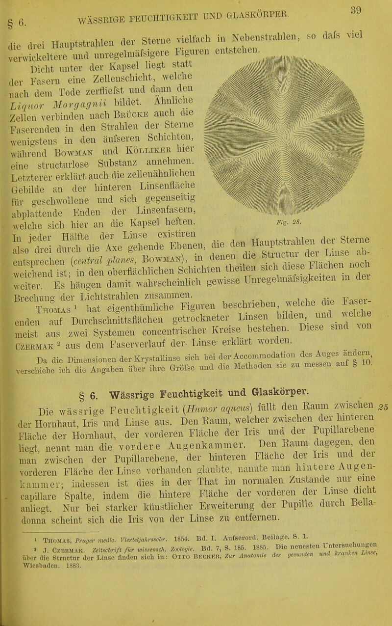 WÄSSRIGE FEUCHTIGKEIT UND GLASKÖRPER. Fig. 28. aie drei Hu.ptstrahlen dev Sterne vielfach in Nebenstralden, so dafs viel Jl^^^i^kelteve und unregelnullsigeve Figuren entstehen. Dicht unter der Kapsel hegt statt der Fasern eine Zellenschicht, welche nach dem Tode zertliefst und dann den Liquor Morgagnii bildet. Ähnliche Zellen verbinden nach Bbüokb auch die Faserenden in den Strahlen der Sterne wenigstens in den äufseren Schichten, ^vährend Bowman und Kölliker hier eine structurlose Substanz annehmen. Letzterer erklärt auch die zellenähnlichen (Gebilde an der hinteren Linsenfläche für geschwollene und sich gegenseitig abplattende Enden der Linsenfasern, welche sich hier an die Kapsel heften. dSdie^L^— fe - H^^^le^ Teiler Es hängen damit wahrscheinlich gewisse Unregelmafsigkeiten m der Brechung der Lichtstrahlen zusammen. Thomas ^ hat eigenthümliche Figuren beschneben ^ekhe l'^l enden auf Durchschnittsflächen getrockneter ^m^^,^^^^^^^'. f ^^^^ meist aus zwei Systemen concentrischer Kreise bestehen. Diese sind von CzERMAK ^ aus dem Faserverlauf der. Linse- erklärt worden. Da die Dimensionen der Krystallinse sich bei der Accommodation des ^^^^S«^ J^^ern, verschiebe ich die Angaben über ihre Gröfse nnd die Methoden sxe zu messen auf § 10. § 6. Wässrige Feuchtigkeit und Glaskörper. Die wässrige Feuchtigkeit [Humor a^iueiis) füllt den Raum zwischen ^ der Hornhaut, Iris und Linse aus. Den Eaum, welcher zwischen der hinteren Fläche der Hornhaut, der vorderen Fläche der Iris und der PupiUarebene liegt nennt man die vordere Augenkammer. Den Raum dagegen den man zwischen der PupiUarebene, der hinteren Fläche der Ins und der vorderen Fläche der Linse vorhanden glaul)te, nannte man hintere Augen- kammer; indessen ist dies in der That im normalen Zustande nur eine . capillare Spalte, indem die hintere Fläche der vorderen der Lmse dicht anliegt. Nur bei starker künstlicher Erweiterung der Pupille durch Bella- donna scheint sich die Iris von der Linse zu entfernen. 1 Thomas, Praner media. Viertdjahrxschr. 1854. Bd. I. Aufsorord. Beilage. S. 1. ' .I.Czeumak: Zeiiscnri/t für ^isscnscJ. Zoolo,^^^ Bd. 7, 8. 185. 1885. ^ie neuesten UntersÄ über die Structur der Linse finden sich in: Otto Bkckkk, Zur Anatonue der gesunden und hM Lmse, Wic8l)aden. 1883.