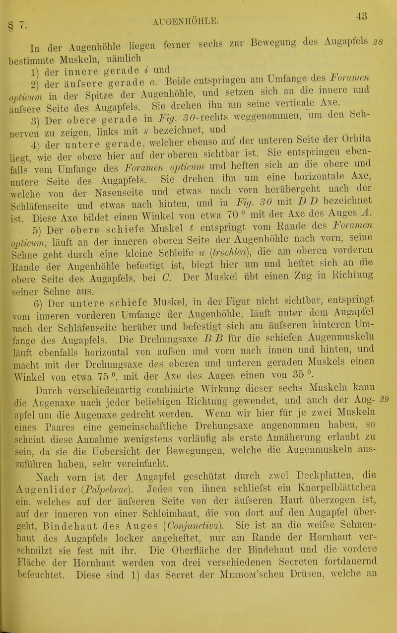 ^ Y AUGENHÖHLE. In der Augenhöhle liegen ferner sechs zur Bewegung des Augapfels 28 hestimmte Muskeln, nämlich 1) der innere gerade * und 2 der äufsere gerade a. Beide entsiningen am Umfange des Föramm opticuL in der Spitze der Augenhöhle, und setzen sich an die innere und äufsere Seite des Augapfels. Sie drehen ihn um seine verticale Axe. 3) Der obere gerade in Fig. ^ö^rechts weggenommen, um den beh- nerveil zu zeigen, links mit .9 bezeichnet, und 4) der untere gerade, welcher ebenso auf der unteren Seite der Orbita lieot wie der obere hier auf der oberen sichtbar ist. Sie entspringen eben- fal&'vom Umfange des Foramen opticum und heften sich an die obere und untere Seite des Augapfels. Sie drehen ihn um eine horizontale Axe, welche von der Nasenseite und etwas nach vorn herübergeht nach der Schläfenseite und etwas nach hinten, und in Fig. 30 mit B B bezeichnet i.t Diese Axe bildet einen Winkel von etwa 70 « mit der Axe des Auges A. 5) Der obere schiefe Muskel t entspringt vom Rande des Foramen opticum, läuft an der inneren oberen Seite der Augenhöhle nach vorn, seine Sehne geht durch eine kleine Schleife u [trochlea], die am oberen vorderen Eande der Augenhöhle befestigt ist, biegt hier um und heftet sich an die obere Seite des Augapfels, bei C. Der Muskel übt einen Zug in Eichtling seiner Sehne aus. 6) Der untere schiefe Muskel, in der Figur nicht sichtbar, entspringt vom inneren vorderen Umfange der Augenhöhle, läuft unter dem Augapfel nach der Schläfenseite herüber und befestigt sich am äufseren hinteren Um- fange des Augapfels. Die Drehungsaxe BB für die schiefen Augenmuskeln läuft ebenfalls horizontal von aufsen und vorn nach innen und hinten, und macht mit der Drehungsaxe des oberen und unteren geraden Muskels einen Winkel von etwa 75 ^ mit der Axe des Auges einen von 35 °. Durch verschiedenartig combinirte Wirkung dieser sechs Muskeln kann die Augenaxe nach jeder beliebigen Sichtung gewendet, und auch der Aug- 29 apfel um die Augenaxe gedreht werden. Wenn wir hier für je zwei Muskeln eines Paares eine gemeinschaftliche Drehungsaxe angenommen haben, so scheint diese Annahme wenigstens vorläufig als erste Annäherung erlaubt zu sein, da sie die Uebersicht der Bewegungen, welche die Augenmuskeln aus- zuführen haben, sehr vereinfacht. Nach vorn ist der Augapfel geschützt durch zwei Deckplatten, die Augenlider {Balpelrae). Jedes von ihnen schliefst ein Knorpelblättchen ein, welches auf der äufseren Seite von der äufseren Haut überzogen ist, auf der inneren von einer Schleimhaut, die von dort auf den Augapfel über- geht, Bindehaut des Auges {Conjmictiva). Sie ist an die weifse Sehnen- haut des Augapfels locker angeheftet, nur am Rande der Hornhaut ver- schmilzt sie fest mit ihr. Die Oberfläche der Bindehaut und die vordere Fläche der Hornhaut werden von drei verschiedenen Secreten fortdauernd befeuchtet. Diese sind 1) das Secret der MEiBom'schen Drüsen, w^elche an