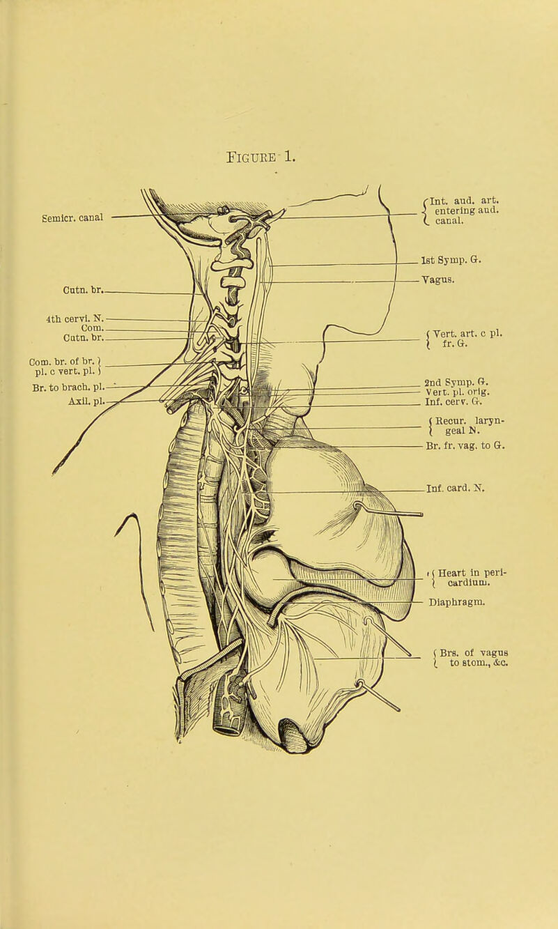 Semicr. canal Cutn. br, 4th cervi. N. Com. Oatn. br. Com. br. of br.) pi. c vert. pi.) Br. to braob. pi. Axil. pi. (Int. aud. art. J entering aud. (. canal. 1st Symp. G. Vagus. (Vert. art. c pi. i fr. G. 2nd Symp. G. Vert. pi. orlg. Inf. cerv. G. (Recur, laryn- ( gealN. Br. fr. vag. to G. Inf. card. N. i j Heart in peri- ( cardium. Diaphragm. (Brs. of vagus ( to Btorn., &c.