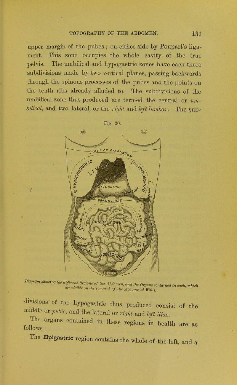 upper margin of the pubes ; on either side by Poupart's liga- ment. This zone occupies the whole cavity of the true pelvis. The umbihcal and hypogastric zones have each three subdivisions made by two vertical planes, passing backwards through the spinous processes of the pubes and the points on the tenth ribs already alluded to. The subdivisions of the umbihcal zone thus produced are termed the central or um- hilical, and two lateral, or the right and left lumbar. The sub- Fig. 20. J>iaora^ Mug tU ^erent Regions of tU AMo^en, and tke Organs contained in each, which are visible on the removal of the Abdominal Walls. divisions of the hypogastric thus produced consist of the middle oxpuUc, and the lateral or right and left iliac,. The organs contamed m these regions in health are as lollows : The Epigastric region contains the whole of the left, and a