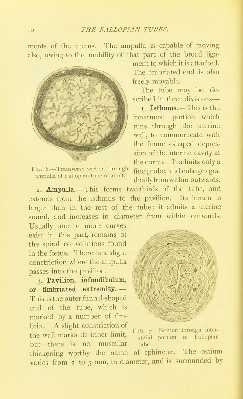 Fig. 6.—Transverse section through ampulla of Fallopian tube of adult. ments of the uterus. The ampulla is capable of moving also, owing to the mobility of that part of the broad liga- ment to which it is attached. The fimbriated end is also freely movable. The tube may be de- scribed in three divisions— I. Isthmus.—This is the innermost portion which runs through the uterine wall, to communicate with the funnel-shaped depres- sion of the uterine cavity at the cornu. It admits only a fine probe, and enlarges gra- dually from within outwards. 2. Ampulla.—This forms two-thirds of the tube, and extends from the isthmus to the pavilion. Its lumen is larger than in the rest of the tube; it admits a uterine sound, and increases in diameter from within outwards. Usually one or more curves exist in this part, remains of - . ■ - the spiral convolutions found in the foetus. There is a slight constriction where the ampulla passes into the pavilion. 3. Pavilion, infundibulum, or fimbriated extremity. — This is the outer funnel-shaped end of the tube, which is marked by a number of fim- bri£e. A slight constriction of the wall marks its inner limit, but there is no muscular thickening worthy the name Fig. 7.—Section through inter- stitial portion of Fallopian tube. of sphincter. The ostium varies from 2 to 5 mm. in diameter, and is surrounded by