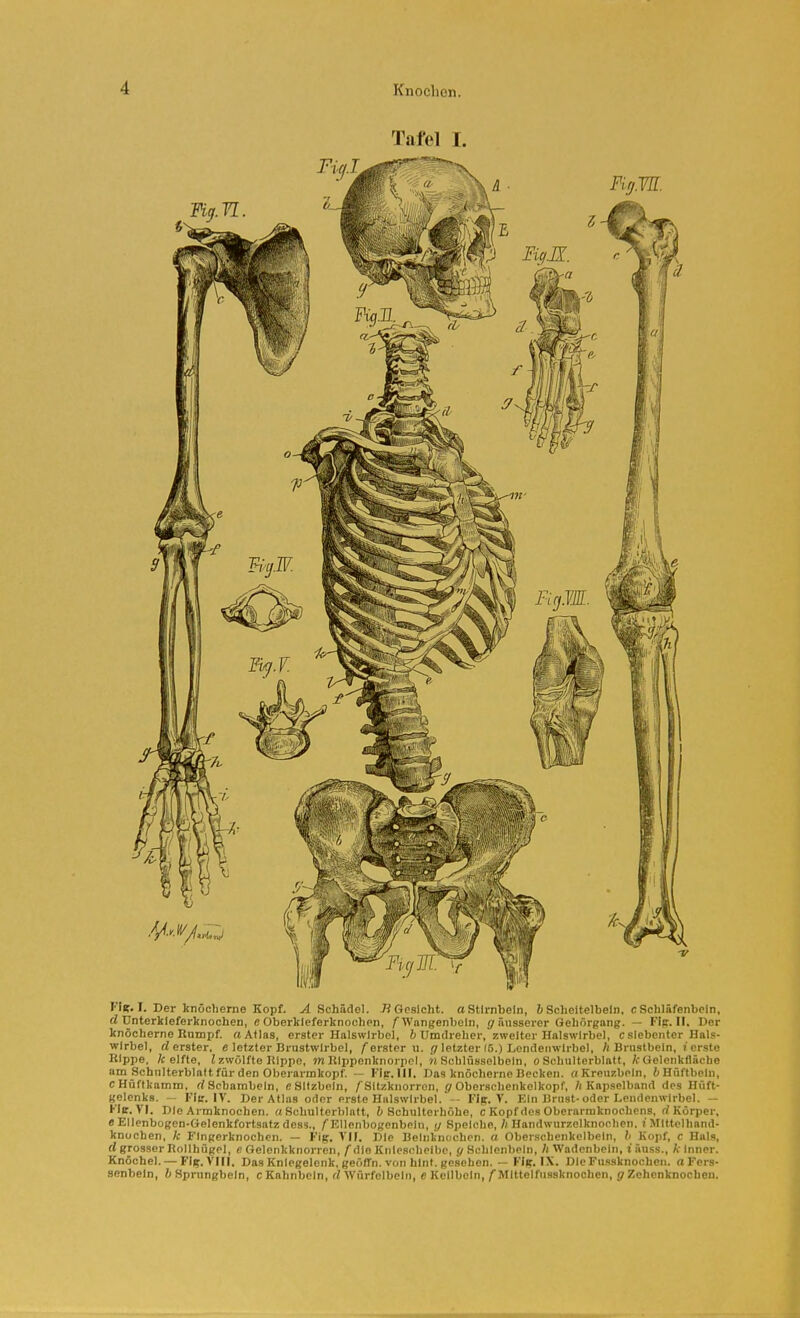 Tafel I. Fllf. I. Der knöcherne Kopf. ^Schädel. 7?Gcslcht. aStlrnbeln, 6 Sclieltelbeln, c Schläfenbein, d ünterkleferknochen, e Oberkieferknochen, /Wangenbein, äusserer Gehörgang. — Flp. II. Der knöcherne Rnmpf. «Atlas, erster Halswirbel, ö Umdreher, zweiter Halswirbel, c siebenter Hals- wirbel, d erster, e letzter Brustwirbel, /erster u. fir letzter (5.) Lendenwirbel, /i Brustbein, »'erste Rippe, A; elfte, i zwölfte Rippe, W Klppenknorpol, « Schlüsselbein, o Schulterblatt, /c Gelenkfläche am Schulterblatt für den Oberarmkopf. — I'ig-.lll. Das knöcherne Becken. «Kreuzbein, 6Hüftbeln, CHüftkamm, rf Schambein, e Sitzbein, /'Sitzknorren, (/Oberschenkelkopf, /( Kapselband des Hüft- gelenks. — Fit. IV. Der Atlas oder erste Halswirbel. - Fip. V. Kin Brust-oder Lendenwirbel. — Kle. VI. Die Armknochen. «Schulterblatt, 6 Schulterhöhe, c Kopf des Oberarraknochens, rf Körper, e Ellenbogen-Gelenkfortsatz dess., /Ellenbogenbeln, ;/ Speiche,Handwurzelknochen, i Mittelhand- knochen, A; Fingerknochen. — Fip. VII. Die Belnlindchen. o Oberschenkelbein, h Kopf, c Hals, rf grosser Rollhügel, e Gelenkknorren, /die Kniescheibe, g Sehlenbein, /( Wadenbein, t äuss., A- Inner. Knöchel. — Fip.VIlI. Das Kniegelenk, geöffn. von hint. gesehen. — Fig. IX. Die Fussknochen, a Fcrs- senbeln, t Sprungbein, cKahnbcIn, rf Würfolbelri, e Keilbein,/Mlttelfussknoohen, jf Zohenknoohen.