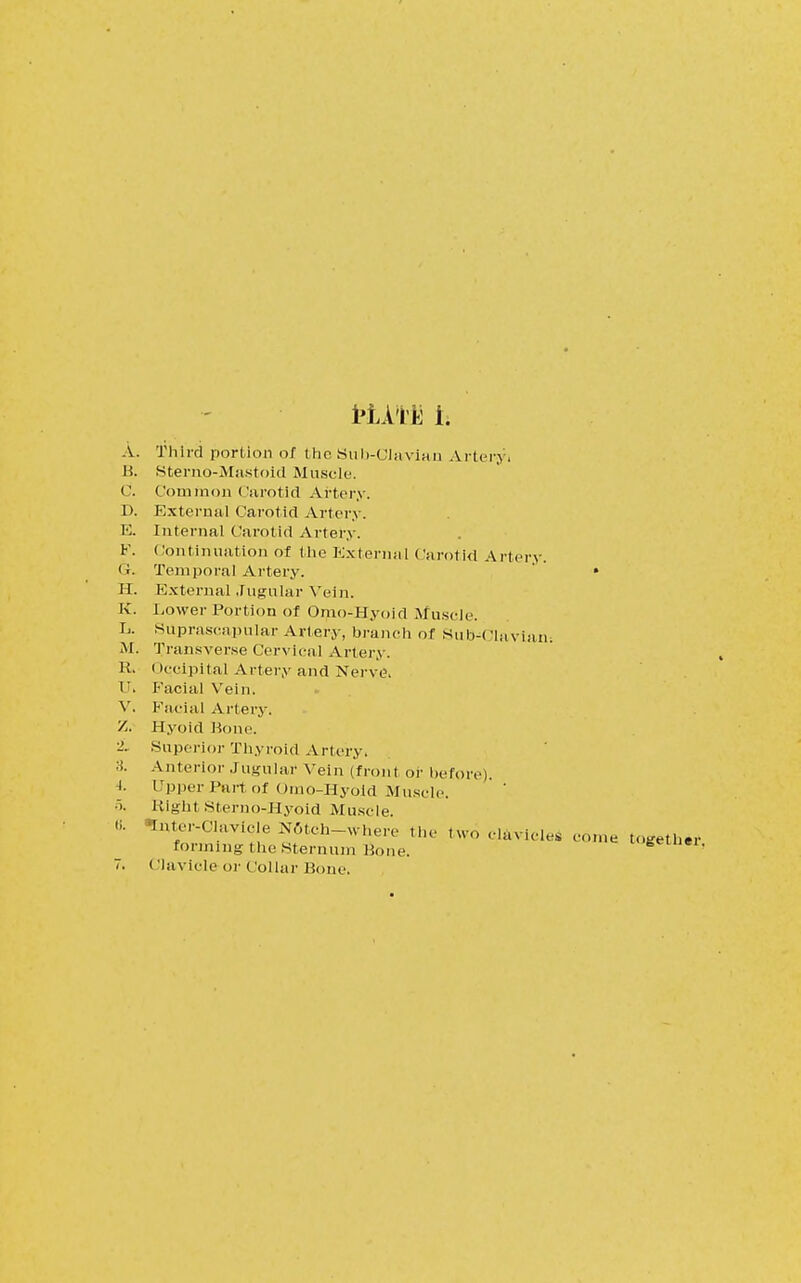 i'lATii i. A. Third portion of the Siib-GIavian Arteryi H. Sterno-Mastoid Muscle. C. Common Carotid Artery. D. External Carotid Artery. E. Internal Carotid Artery. F. Continuation of the External Carotid Artery. Temporal Artery. • H. External Jugular Vein. K. Lower Portion of Omo-Hyoid Muscle. L. Suprascapular Artery, branch of Subclavian: M. Transverse Cervical Artery. K. (Iccipital Artery and Nerve. U. Facial Vein. V, Facial Artery. 'A. Hyoid Hone. -'. Superior Thyroid Artery. 3. Anterior Jugular Vein (front or before). t. Upper Part of Omo-Hyoid Muscle. •r». RightSterno-Hyoid Muscle. «i. Inter-Clavicle N6tch-where the two clavicle, come together forming the Sternum Hone. s '
