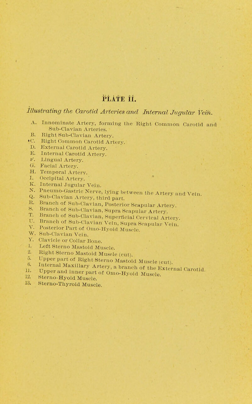 Illustrating the Carotid Arteries and Internal Jugular Vein. A. Innominate Artery, forming the Right Common Carotid and Sub-Clavian Arteries. B. Right Sub-Clavian Artery. »C. Right Common Carotid Artery. D. External Carotid Artery. E. Internal Carotid Artery. if. Lingual Artery. G. Facial Artery. H. Temporal Artery. I. Occipital Artery. K. Internal Jugular Vein. ?' £ell™°-°a8trlc Nerve, lying between the Artery and Vein c^. Sub-Clavian Artery, third part. R. Branch of Sub-Clavian, Posterior Scapular Artery. S. Branch of Sub-Clavian, Supra Scapular Artery T. Branch of Sub-Clavian, Superficial Cervical Artery. U. Branch of Sub-Clavian Vein, Suprascapular Vein \ • Posterior Part of Omo-Hyoid Muscle. W. Sub-Clavian Vein. Y. Clavicle or Collar Bone. 1. Left Sterno Mastoid Muscle. 2- Right Sterno Mastoid Muscle (cut) 5. Upper part of Right Sterno Mastoid Muscle (outl 6. Internal Maxillary Artery, a branch of the External ('arotid 11. Upper and lnner part of 0mo.HyoU, M arotid. U. .Sterno-Hyoid Muscle. 13. Sterno-Thyroid Muscle.