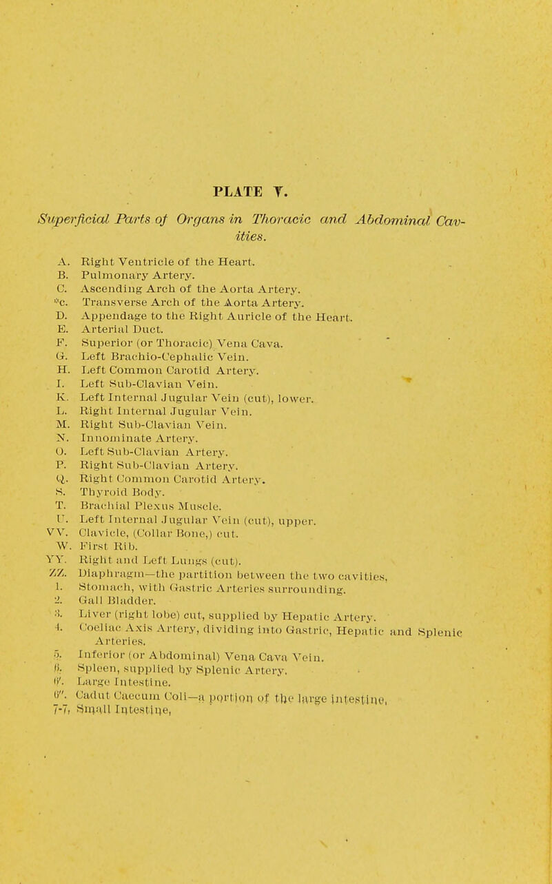 Superficial Parts of Organs in Thoracic and Abdominal Cav- ities. A. Right Ventricle of the Heart. B. Pulmonary Artery. C. Ascending Arch of the Aorta Artery. *C. Transverse Arch of the Aorta Artery. D. Appendage to the Right Auricle of the Heart. E. Arterial Duct. F. (Superior (or Thoracic) Vena Cava. G. Left Brachio-Cephalic Vein. H. Left Common Carotid Artery. I. Left Suh-Clavian Vein. K. Left Internal Jugular Vein (cut), lower. L. Right Internal Jugular Vein. M. Right Sub-Clavian Vein. N. Innominate Artery. 0. Left Sub-Clavian Artery. P. Right Sub-Clavian Artery. ti. Right Common Carotid Artery. S. Thyroid Body. T. Brachial Plexus Muscle. C. Left Internal Jugular Vein (cut), upper. VV. Clavicle, (Collar Hone,) cut. W. First Rib. YY. Right and Left Lungs (cut). ZZ. Diaphragm—the partition between the two cavities. 1. Stomach, with Gastric Arteries surrounding. 2. Gall Bladder. 8. Liver (right lobe) cut, supplied by Hepatic Artery. I. i Joeliac Axis Artery, dividing into Gastric, Hepatic and Splenic Arteries. 5. I uferior (or Abdominal) Vena Cava Vein. Spleen, supplied by Splenic Artery. Large intestine. 0. Cadul Caecum Coil—a portion of. tfoe [arge Intestine, 7-7. Small Intestine,