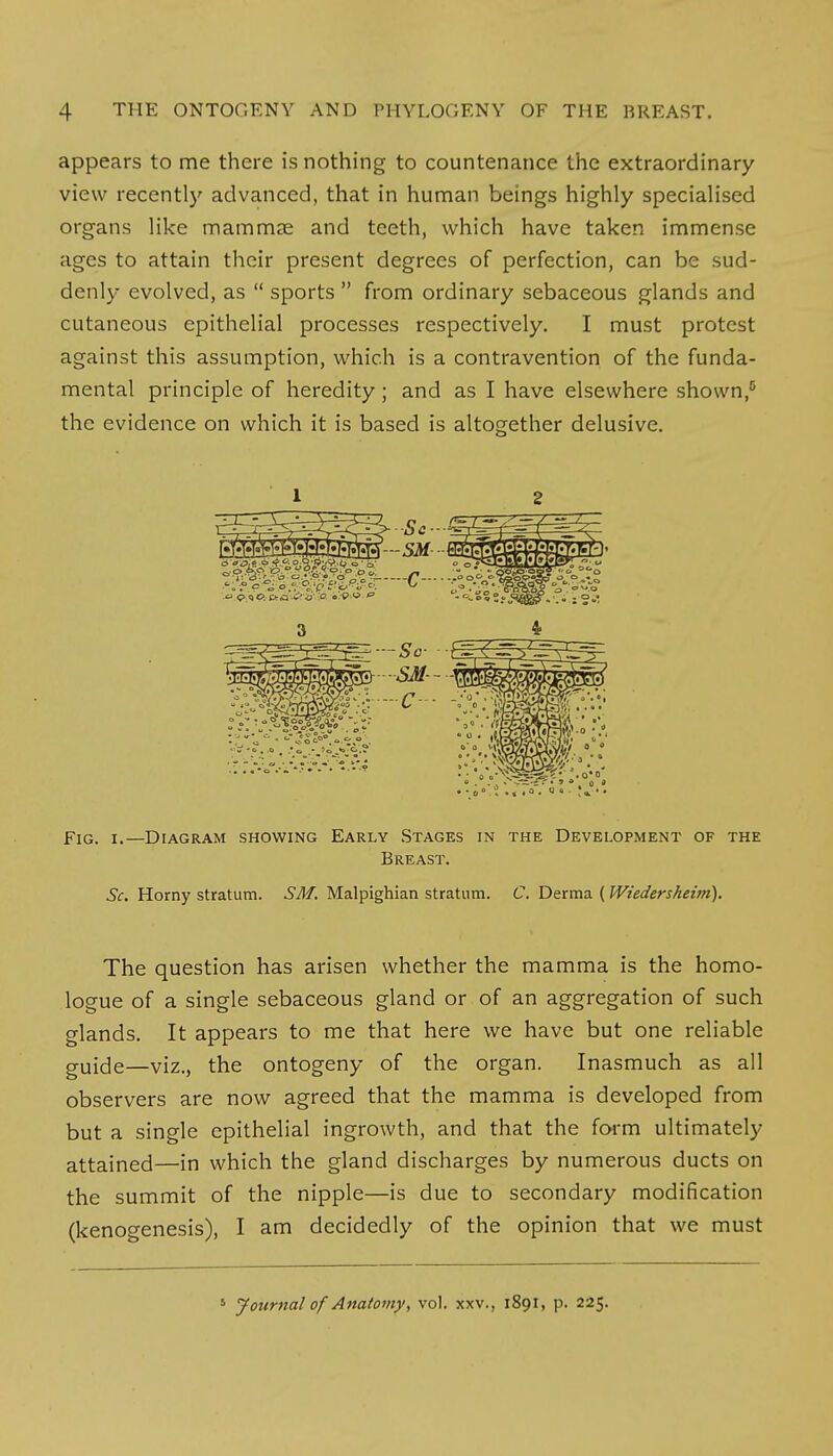appears to me there is nothing to countenance the extraordinary view recently advanced, that in human beings highly specialised organs like mammae and teeth, which have taken immense ages to attain their present degrees of perfection, can be sud- denly evolved, as  sports  from ordinary sebaceous glands and cutaneous epithelial processes respectively. I must protest against this assumption, which is a contravention of the funda- mental principle of heredity ; and as I have elsewhere shown,5 the evidence on which it is based is altogether delusive. 1 2 Fig. i.—Diagram showing Early Stages in the Development of the Breast. Sc. Horny stratum. SM. Malpighian stratum. C. Derma ( Wiedersheim). The question has arisen whether the mamma is the homo- logue of a single sebaceous gland or of an aggregation of such glands. It appears to me that here we have but one reliable guide—viz., the ontogeny of the organ. Inasmuch as all observers are now agreed that the mamma is developed from but a single epithelial ingrowth, and that the form ultimately- attained—in which the gland discharges by numerous ducts on the summit of the nipple—is due to secondary modification (kenogenesis), I am decidedly of the opinion that we must 5 Journal of Anatomy, vol. xxv., 1891, p. 225.