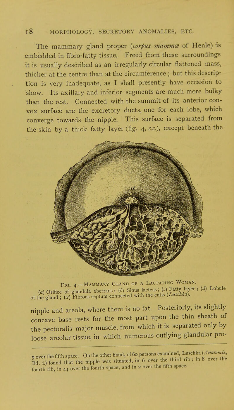 The mammary gland proper {corpus mamma of Henle) is embedded in fibro-fatty tissue. Freed from these surroundings it is usually described as an irregularly circular flattened mass, thicker at the centre than at the circumference ; but this descrip- tion is very inadequate, as I shall presently have occasion to show. Its axillary and inferior segments are much more bulky than the rest. Connected with the summit of its anterior con- vex surface are the excretory ducts, one for each lobe, which converge towards the nipple. This surface is separated from the skin by a thick fatty layer (fig. 4, c.c), except beneath the Fig 4.—Mammary Gland of a Lactating Woman. (a) Orifice of glandula aberrans; (*) Sinus lacteus; (<)Fatty layer ; (J) Lobule of the gland ; (*) Fibrous septum connected with the cutis (Lusckka). nipple and areola, where there is no fat. Posteriorly, its slightly concave base rests for the most part upon the thin sheath of the pectoralis major muscle, from which it is separated only by loose areolar tissue, in which numerous outlying glandular pro- 9 over the fifth space. On the other hand, of 60 persons examined Luschka ^«*«* Bd i.) found that the nipple was situated, in 6 over the third r,b: ,n 8 over the fourth rib, in 44 over the fourth space, and in 2 over the hfth space.