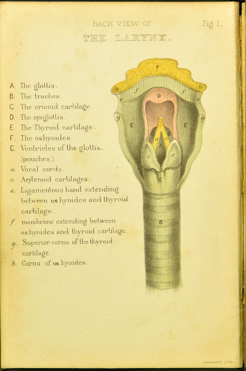 BACPv VIEW OF Fic5.1 A. The doliis. B. Tke tr£Lchea. C The cricoid cai'Lila^e. D. The epidloUis. E. The Thyroid carlilage ■ F. The oshyoides. C. Venlrieles of the gloUis- Xpouclies.) ay. Vocal cords. o. Arytenoid ca-rtilag^es. e.. Ligamenhous band extending helween oshyoides and thyroid cartilage. /. membrane extending between oshyoides and thyroid cartilage. (j, Superior cornu of the thyroid cartilage. Jo. Cornu. of os hyoides. ■I A NHART. L