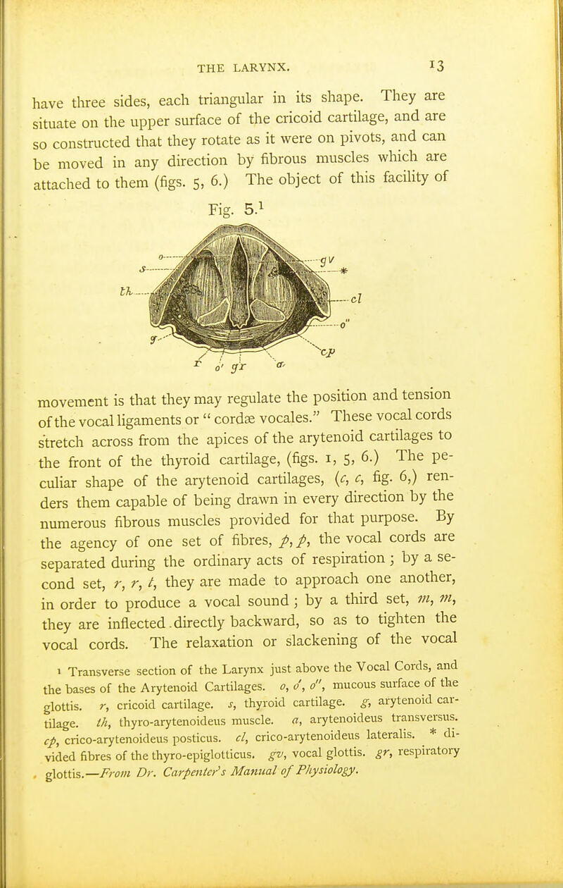 have three sides, each triangular in its shape. They are situate on the upper surface of the cricoid cartilage, and are so constructed that they rotate as it were on pivots, and can be moved in any direction by fibrous muscles which are attached to them (figs. 5, 6.) The object of this facility of 0' movement is that they may regulate the position and tension of the vocal Hgaments or  cordse vocales. These vocal cords stretch across from the apices of the arytenoid cartilages to the front of the thyroid cartilage, (figs, i, 5, 6.) The pe- culiar shape of the arytenoid cartilages, {c, c, fig. 6,) ren- ders them capable of being drawn in every direction by the numerous fibrous muscles provided for that purpose. By the agency of one set of fibres, p,p, the vocal cords are separated during the ordinary acts of respiration ; by a se- cond set, r, r, t, they are made to approach one another, in order to produce a vocal sound ; by a third set, m, m, they are inflected .directly backward, so as to tighten the vocal cords. The relaxation or slackening of the vocal I Transverse section of the Larynx just above the Vocal Cords, and the bases of the Arytenoid Cartilages, o, 0, 0, mucous surface of the glottis, r, cricoid cartilage, s, thyroid cartilage, g, arytenoid car- tilage, ih, thyro-arytenoideus muscle. a, arytenoideus transversus. cp, crico-arytenoideus posticus, cl, crico-arytenoideus lateralis. * di- vided fibres of the thyro-epiglotticus. gv, vocal glottis, gr, respiratory glottis.—Dr. Carpenter's Manual of Physiology.