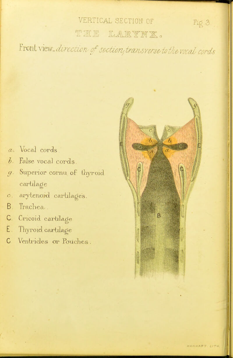 VERTICAL SECTI011 OF THE ILAMTMXo YTOx±y\m_dLrccu.cn f secUorbtrajhSYsrse^iothe^vocal cords a. Vocal cords })■ False vocal cords g- Superior cornu of thyroid cari-ilaxJe o. aryLenoKl cartilages. B. TrajcLcct. C. Cricoidl cartilage E. Thyroid cai'tilage C Ventrides or FoiicLes .