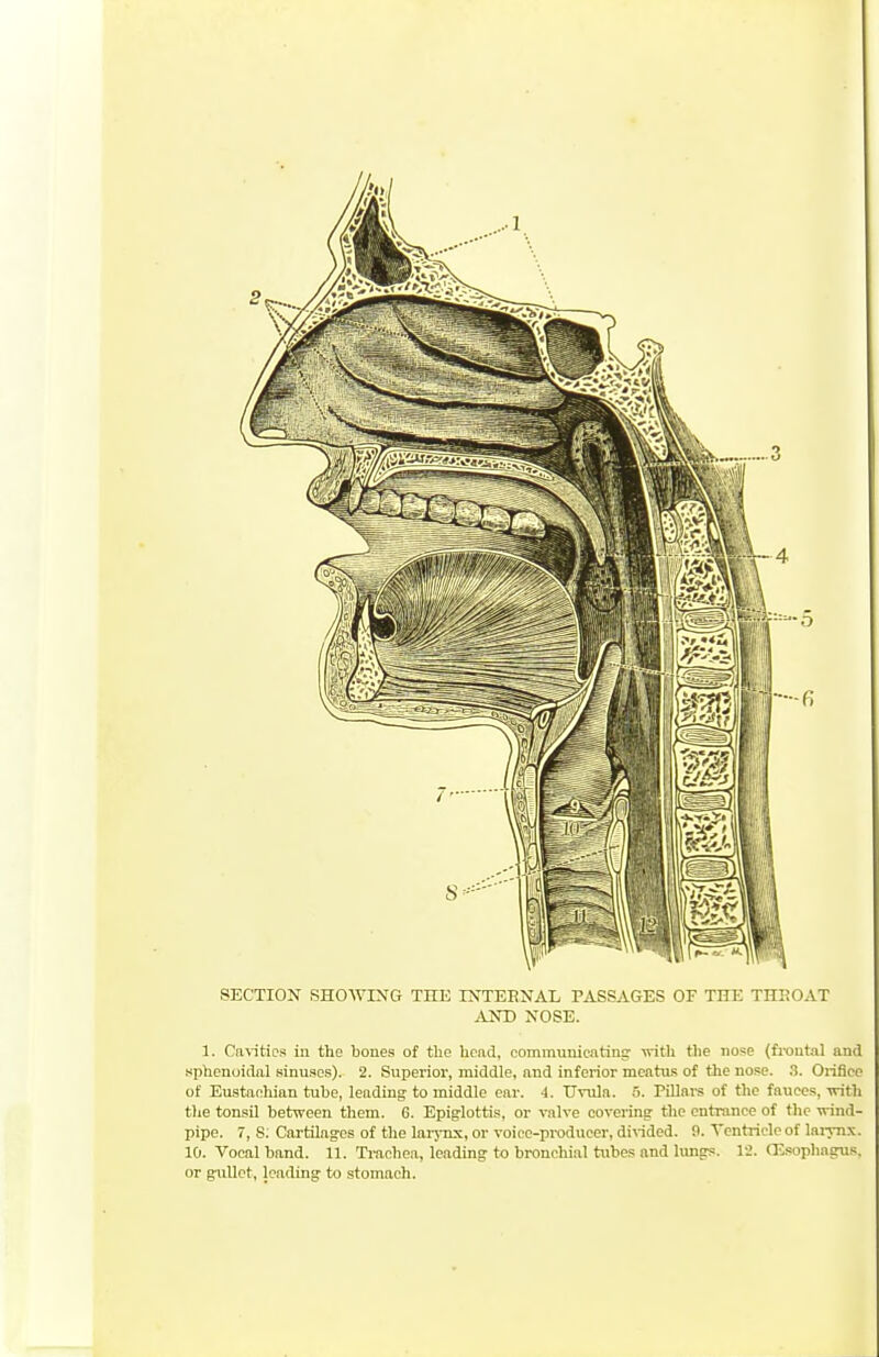 1. Ca\-itics in the bones of tlic head, commuuicnting- with tlie nose (fi-outal and sphenoidal sinuses). 2. Superior, middle, and inferior meatus of the nose. 3. Oiifice of Eustaohian tube, leading to middle ear. 4. Uvula. 5. Pillars of the fauces, irith the tonsil between them. 6. Epiglottis, or valve covering the entrance of the wind- pipe. 7, S; Cartilages of the larjux, or voice-producer, di^^dea. 9. A'cntricleof laiynx. 10. Vocal band. 11. Tmehea, leading to bronchial tubes and lungs. 1-2. CEsopliagus. or gullet, loading to stomach.