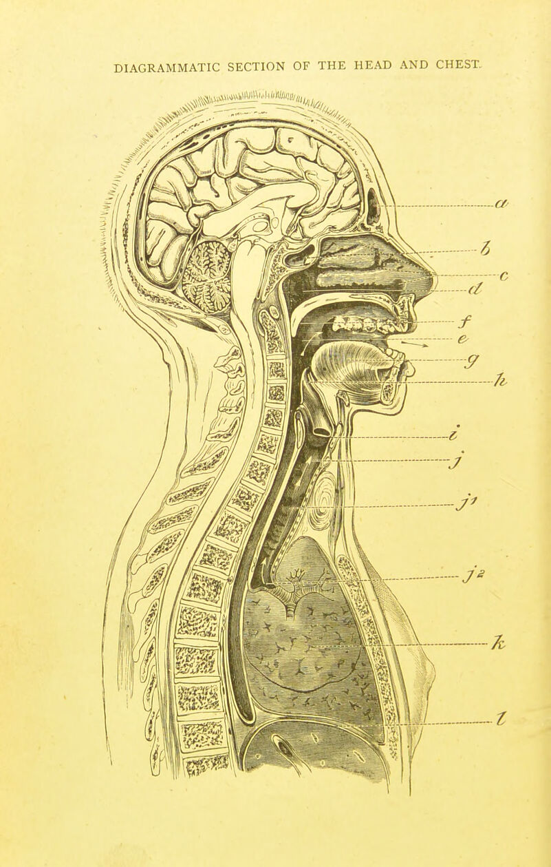 DIAGRAMMATIC SECTION OF THE HEAD AND CHEST.