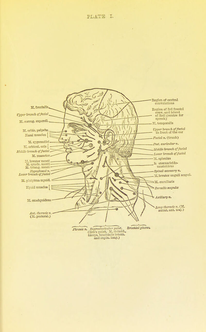 1L frontalis Upper branch of facial 21. coring, rapcrcfl. SI. orbic palpebr. I7asal muscles J M. zygomatici St. orbicul. oris -j Middle branch of facial, 1L rnassetcr It. levator menti SI. qnutlr. nicnti II. triang, rneuti Uypogbmal «- Zorcer branch of facial SI. piatysma myoid. Hyoid muscles j M. omobyoideus Ant. thoracic n. (SL pectoral.) Begitra of central convolutions Region of 3rd frontal conv. and island ol Heil (contre for speech) H. temporalis Upper branch of facial in front of the ear FadaJ tl (trunk) Past.aurictdarit. Middle branch of facial Loicer branch of facial SI. splenitis ii eternocleido- inastoidens Spinal accessory it. SL, levator anguli scapul. SL cucuUaria Dorsalis scapula: Axillary n. Jtinrf thoracic n. (St. eerrat-ant. maj.) fhrcuic n. Supraclavicular point. fErb's point. SI. deltoid., biceps, brncliialis intern, and supln. long.) BraeMal plextts.