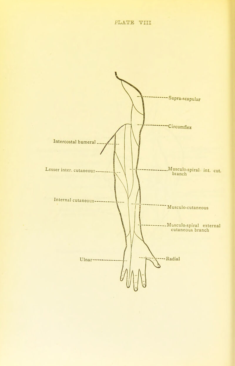 •Supra-scapular Intercostal humeral Lesser inter, cutaneou Internal cutaneous Ulnar Circumflex Musculo-spiral int. cut bianch Musculo-cutaneous Musculo-spiral external cutaneous branch — Radial