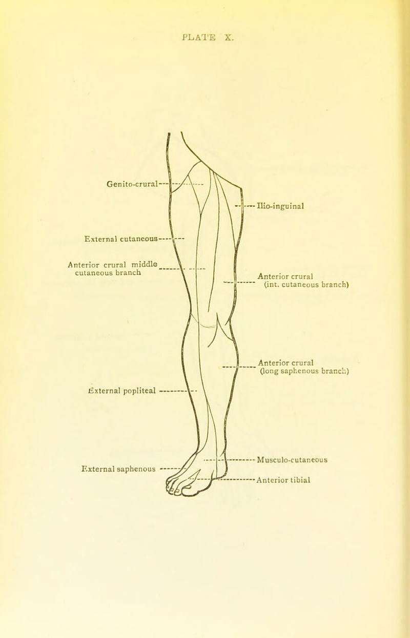 Genito-crural External cutaneous Anterior crural middle cutaneous branch External popliteal External saphenous Ilio-inguinal Anterior crural (int. cutaneous branch) Anterior crural (long saphenous branch) Musculocutaneous Anterior tibial