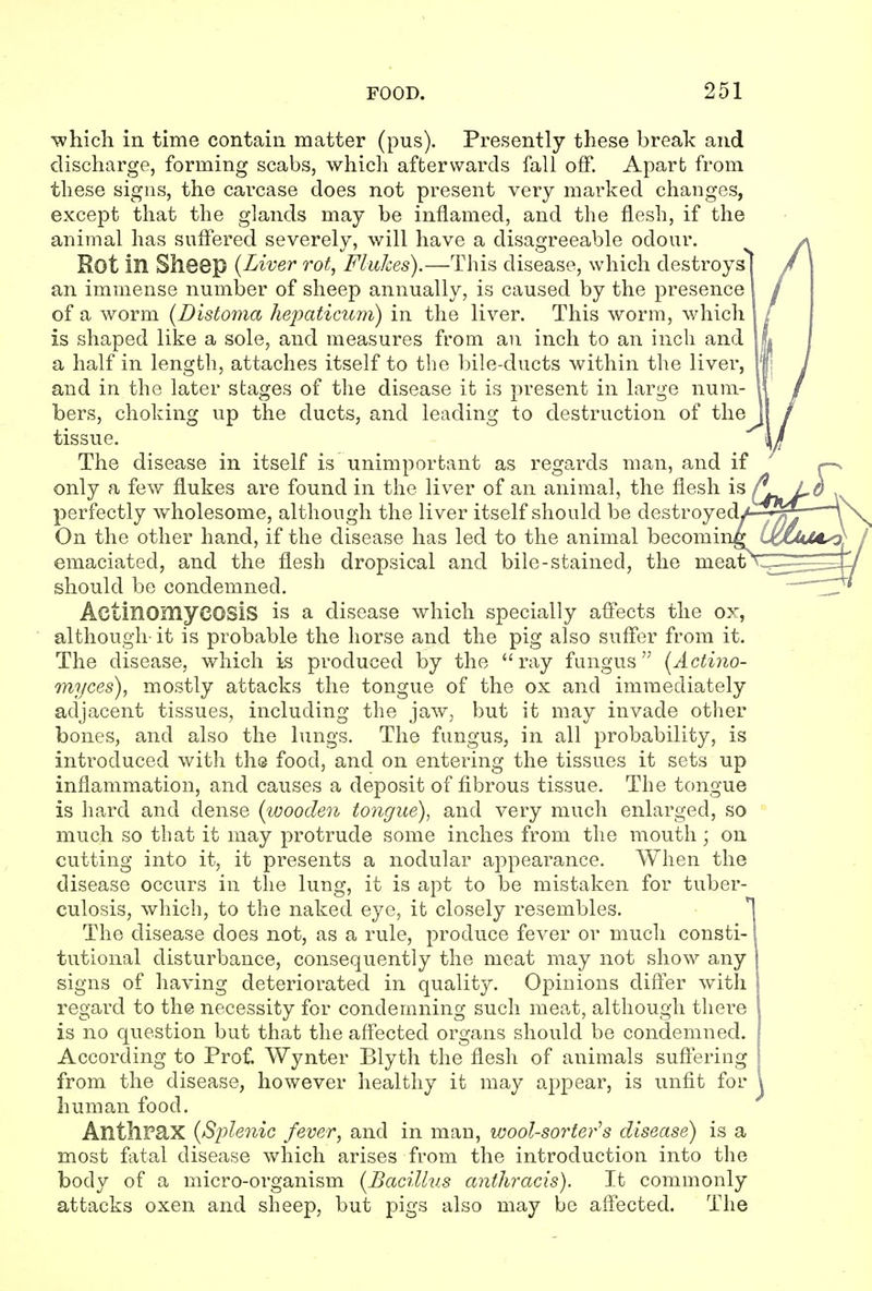 -which in time contain matter (pus). Presently these break and discharge, forming scabs, whicli afterwards fall off. Apart from these signs, the carcase does not present very marked changes, except that the glands may be inflamed, and the flesh, if the animal has suffered severely, will have a disagreeable odour. Rot in Shsep {Liver rot, Flukes).—Tins disease, which destroys | an immense number of sheep annually, is caused by the presence' of a worm {Distoma hepaticum) in the liver. This worm, which is shaped like a sole, and measures from an inch to an inch and a half in length, attaches itself to the bile-ducts within the liver, and in the later stages of the disease it is present in large num- bers, choking up the ducts, and leading to destruction of the tissue. The disease in itself is unimportant as regards man, and if only a few flukes are found in the liver of an animal, the flesh is perfectly wholesome, although the liver itself should be destroyed/ On the other hand, if the disease has led to the animal becoming emaciated, and the flesh dropsical and bile-stained, the meat should be condemned. Actinomycosis is a disease which specially aflects the ox, although- it is probable the horse and the pig also suffer from it. The disease, which is produced by the ray fungus (Actino- myces), mostly attacks the tongue of the ox and immediately adjacent tissues, including the jaw, but it may invade other bones, and also the lungs. The fungus, in all probability, is introduced with th@ food, and on entering the tissues it sets up inflammation, and causes a deposit of fibrous tissue. The tongue is hard and dense (wooden tongue)^ and very much enlarged, so much so that it may protrude some inches from the mouth; on cutting into it, it presents a nodular appearance. When the disease occurs in the lung, it is apt to be mistaken for tuber- culosis, which, to the naked eye, it closely resembles. The disease does not, as a rule, produce fever or much consti- tutional disturbance, consequently the meat may not show any signs of having deteriorated in quality. Opinions difter with regard to the necessity for condemning such meat, although there is no question but that the affected organs should be condemned. According to Pro£ Wynter Blyth the flesh of animals suftering from the disease, however healthy it may appear, is unfit for human food. AntllFRX (Splenic fever, and in man, wool-sorter^s disease) is a most fatal disease which arises from the introduction into the body of a micro-organism (Bacillus anthracis). It commonly attacks oxen and sheep, but pigs also may be affected. The