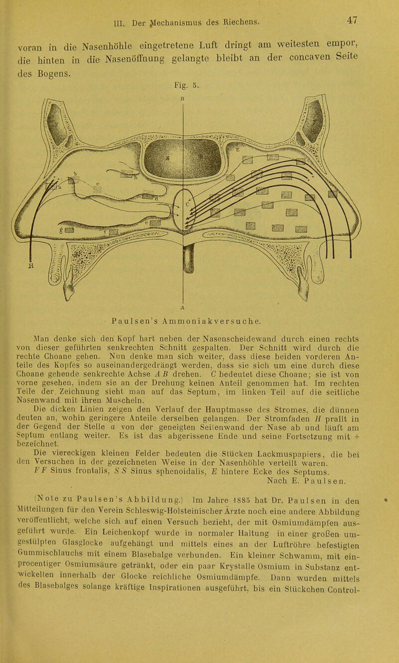 voran in die Nasenhöhle eingetretene Luft dringt am weitesten empor, die hinten in die Nasenöffnung gelangte bleibt an der concaven Seite des Bogens. Fig. 5 Paulsen's Ammoniakversuche. Man denke sich den Kopf hart neben der Nasenscheidewand durch einen rechts von dieser geführten senkrechten Schnitt gespalten. Der Schnitt wird durch die rechte Choane gehen. Nun denke man sich weiter, dass diese beiden vorderen An- teile des Kopfes so auseinandergedrängt werden, dass sie sich um eine durch diese Choane gehende senkrechte Achse AB drehen. C bedeutet diese Choane; sie ist von vorne gesehen, indem sie an der Drehung keinen Anteil genommen hat. Im rechten Teile der. Zeichnung sieht man auf das Septura, im linken Teil auf die seitliche Nasenwand mit ihren Muscheln. Die dicken Linien zeigen den Verlauf der Hauptmasse des Stromes, die dünnen deuten an, wohin geringere Anteile derselben gelangen. Der Stromfaden H prallt in der Gegend der Stelle a von der geneigten Seilenwand der Nase ab und läuft am Septum entlang weiter. Es ist das abgerissene Ende und seine Fortsetzung mit + bezeichnet. Die viereckigen kleinen Felder bedeuten die Stücken Lackmuspapiers, die bei den Versuchen in der gezeichneten Weise in der Nasenhöhle verteilt waren. F F Sinus frontalis, S S Sinus sphenoidalis, E hintere Ecke des Septums. Nach E. Paulsen. Note zu Paulsen s Abbildung.) Im Jahre 1885 hat Dr. Paulsen in den • Mitteilungen für den Verein Schleswig-Holsteinischer Ärzte noch eine andere Abbildung veröffentlicht, welche sich auf einen Versuch bezieht, der mit Osmiumdampl'en aus- geführt wurde. Ein Leichenkopf wurde in normaler Haltung in einer großen um- gestülpten Glasglocke aufgehängt und mittels eines an der Luftröhre befestigten Gummischlauchs mit einem Blasebalge verbunden. Ein kleiner Schwamm, mit ein- procentigcr Osmiumsäure getränkt, oder ein paar Krystalle Osmium in Substanz ent- wiekellen innerhalb der Glocke reichliche Ostniumdämpfe. Dann wurden mittels des Blasebalges solange kräftige Inspirationen ausgeführt, bis ein Stückchen Control-