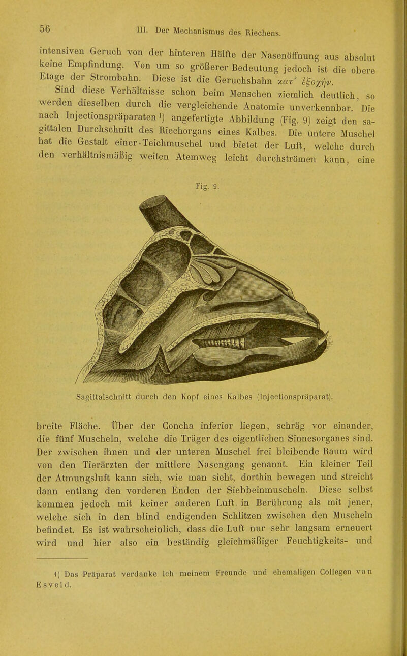 intensiven Geruch von der hinteren Hälfte der Nasenöflnung aus absolut keine Empfindung. Von um so größerer Bedeutung jedoch ist die obere Etage der Strombahn. Diese ist die Geruchsbahn W gotfjv. Sind diese Verhältnisse schon beim Menschen ziemlich deutlich so werden dieselben durch die vergleichende Anatomie unverkennbar. ' Die nach Injectionspräparaten ') angefertigte Abbildung (Fig. 9) zeigt den sa- gittalen Durchschnitt des Riechorgans eines Kalbes. Die untere Muschel hat die Gestalt ein er-Teichmuschel und bietet der Luft, welche durch den verhältnismäßig weiten Atemweg leicht durchströmen kann, eine Fig. 9. Sagittalschnitt durch den Kopf eines Kalbes (Injectionspräparat). breite Fläche. Über der Goncha inferior liegen, schräg vor einander, die fünf Muscheln, welche die Träger des eigentlichen Sinnesorganes sind. Der zwischen ihnen und der unteren Muschel frei bleibende Raum wird von den Tierärzten der mittlere Nasengang genannt. Ein kleiner Teil der Atmungsluft kann sich, wie man sieht, dorthin bewegen und streicht dann entlang den vorderen Enden der Siebbeinmuscheln. Diese selbst kommen jedoch mit keiner anderen Luft, in Berührung als mit jener, welche sich in den blind endigenden Schlitzen zwischen den Muscheln befindet. Es ist wahrscheinlich, dass die Luft nur sehr langsam erneuert wird und hier also ein beständig gleichmäßiger Feuchtigkeits- und i) Das Präparat verdanke ich meinem Freunde und ehemaligen Collegen van Esveld.
