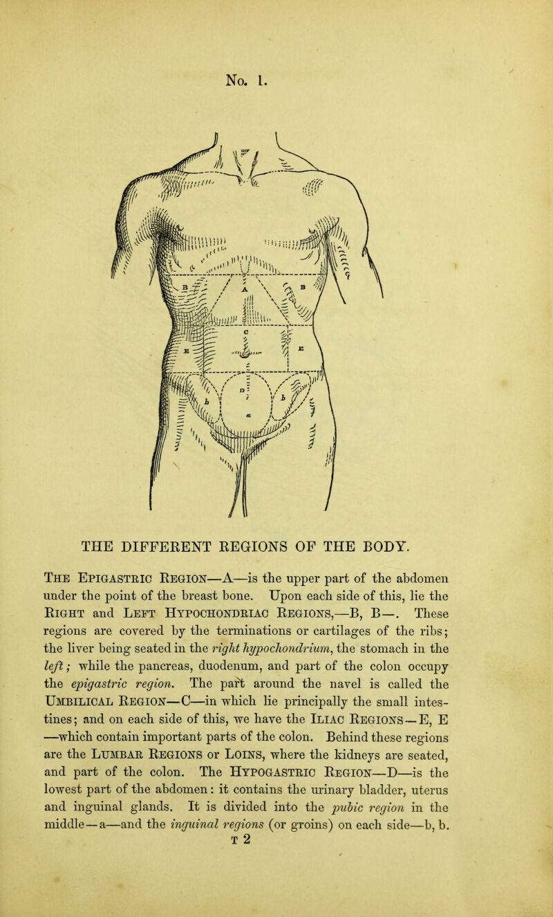 THE DIFFEKENT EEGIONS OF THE BODY. The Epigastric Region—A—is the upper part of the abdomen under the point of the breast bone. Upon each side of this, lie the Right and Left Hypochondeiac Regions,—B, B—. These regions are covered by the terminations or cartilages of the ribs; the liver being seated in the right hypocliondrium^ the stomach in the left; while the pancreas, duodenum, and part of the colon occupy the epigastric region. The part around the navel is called the Umbilical Region—C—in which lie principally the small intes- tines; and on each side of this, we have the Iliac Regions ~E, E —^which contain important parts of the colon. Behind these regions are the Lumbar Regions or Loins, where the kidneys are seated, and part of the colon. The HYPOGASTRIC Region—D—is the lowest part of the abdomen: it contains the urinary bladder, uterus and inguinal glands. It is divided into the puhic region in the middle—a—and the inguinal regions (or groins) on each side—b, b. T 2