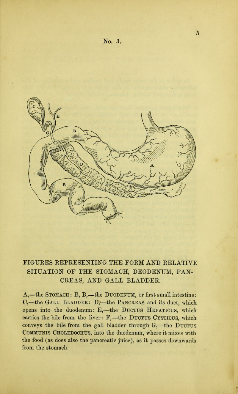 FIGURES EEPRESENTING THE FORM AND RELATIVE SITUATION OF THE STOMACH, DEODENUM, PAN- CREAS, AND GALL BLADDER. A,—the Stomach : B, B,--the Duodenum, or first small intestine: C,—tlie Gall Bladder : D,—tlie Pancreas and its duct, which opens into the duodenum: E,—the DUCTUS Hepaticus, which carries the bile from the liyer: F,—the DUCTUS Cysticus, which conveys the bile from the gall bladder through G,—the DUCTUS Communis Choledochus, into the duodenum, where it mixes with the food (as does also the pancreatic juice), as it passes downwards from the stomach.