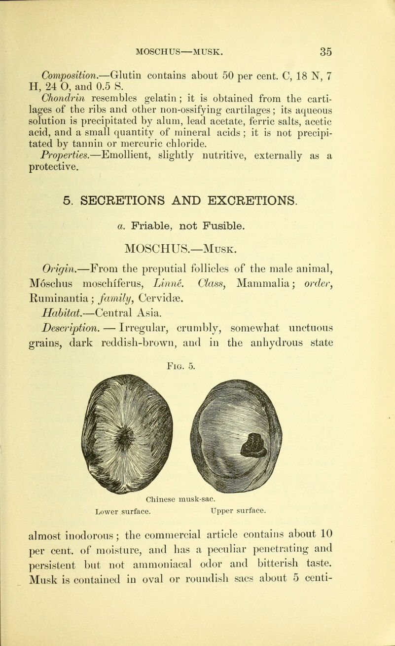 Composition.—Glutin contains about 50 per cent. C, 18 N, 7 H, 24 O, and 0.5 S. Chondrin resembles gelatin; it is obtained from the carti- lages of the ribs and other non-ossifying cartilages; its aqueous solution is precipitated by alum, lead acetate, ferric salts, acetic acid, and a small quantity of mineral acids ; it is not precipi- tated by tannin or mercuric chloride. Properties.—Emollient, slightly nutritive, externally as a protective. 5. SECRETIONS AND EXCRETIONS. a. Friable, not Fusible. MOSCHUS.—Musk. Origin.—From the preputial follicles of the male animal, Moschus moschiferus, Linne. Class, Mammalia; order, Ruminantia; family, Cervidse. Habitat.—Central Asia. Description. — Irregular, crumbly, somewhat unctuous grains, dark reddish-brown, and in the anhydrous state Fig. 5. Chinese musk-sac. Lower surface. Upper surface. almost inodorous; the commercial article contains about 10 per cent, of moisture, and has a peculiar penetrating and persistent but not ammoniacal odor and bitterish taste. Musk is contained in oval or roundish sacs about 5 centi-