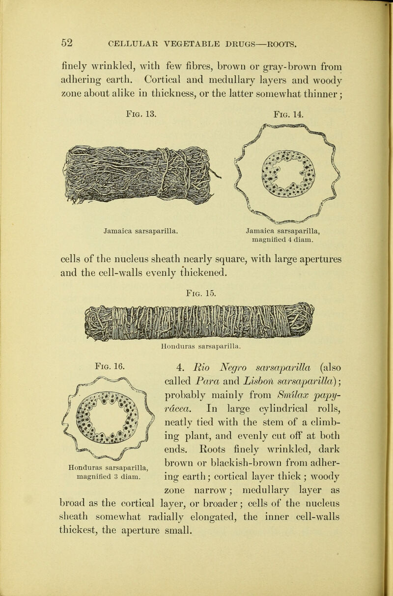 finely wrinkled, with few fibres, brown or gray-brown from adhering earth. Cortical and medullary layers and woody zone about alike in thickness, or the latter somewhat thinner; Fig. 13. Fig. 14. Jamaica sarsaparilla. Jamaica sarsaparilla, magnified 4 diam. cells of the nucleus sheath nearly square, with large apertures and the cell-walls evenly thickened. Fig. 15. Honduras sarsaparilla. Fig. 16. 4. Rio Negro sarsaparilla (also called Para and Lisbon sarsaparilla); probably mainly from Smilax papy- rdcea. In large cylindrical rolls, neatly tied with the stem of a climb- ing plant, and evenly cut off at both ends. Roots finely wrinkled, dark brown or blackish-brown from adher- ing earth; cortical layer thick; woody zone narrow; medullary layer as broad as the cortical layer, or broader; cells of the nucleus sheath somewhat radially elongated, the inner cell-walls thickest, the aperture small. Honduras sarsaparilla, magnified 3 diam.